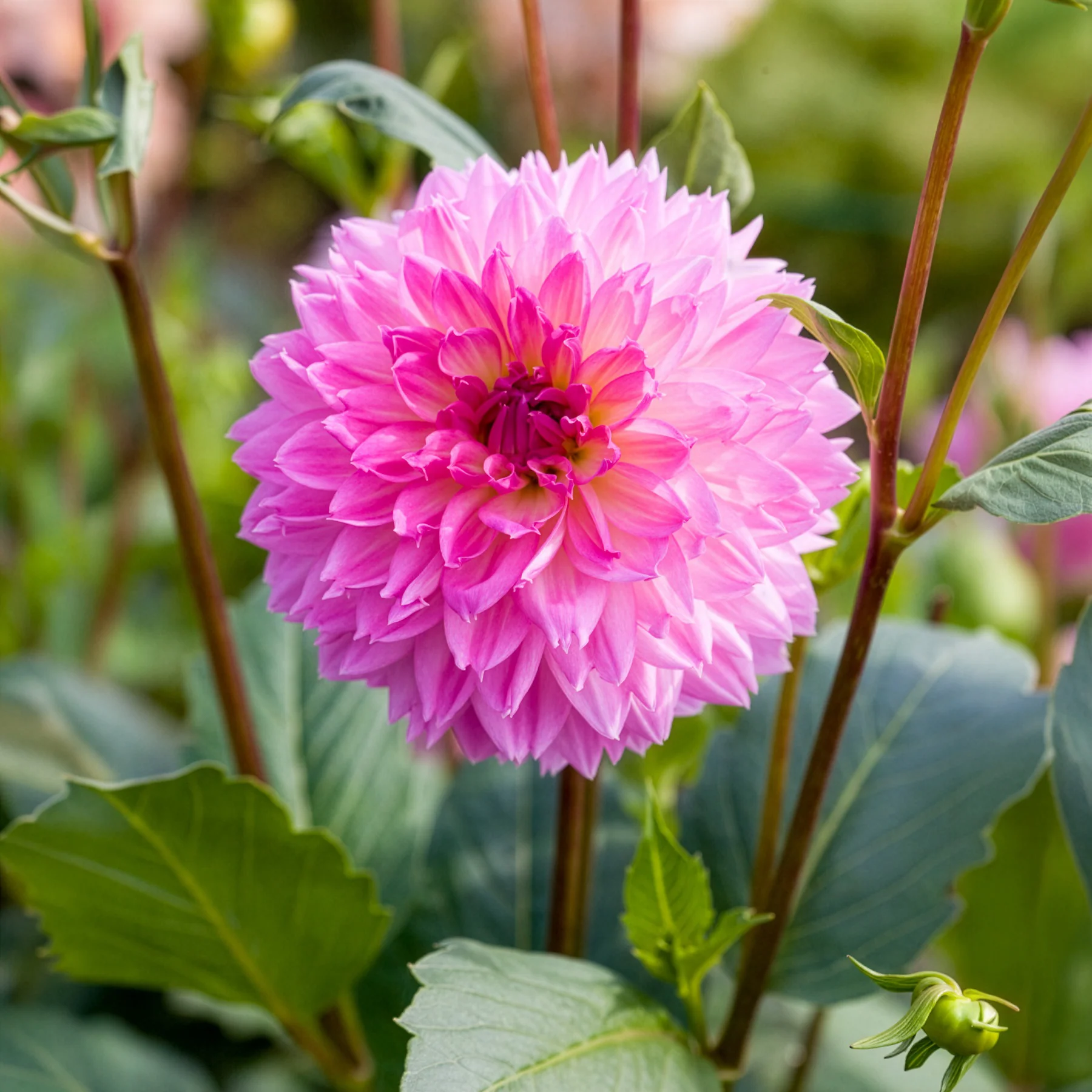 Dahlia 'Sakura Fubuki' (x3) - Image 4