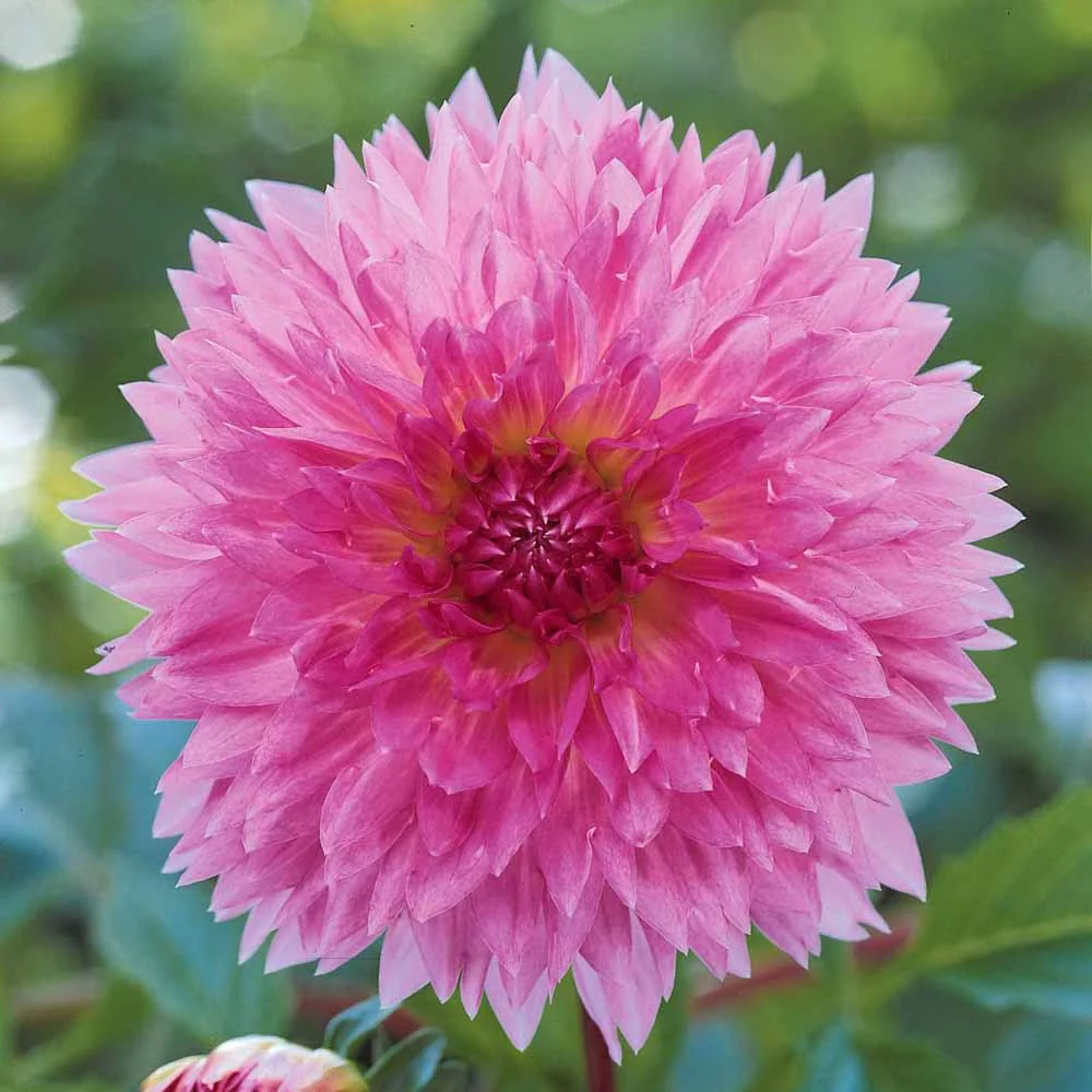 Dahlia 'Sakura Fubuki' (x3) - Image 5