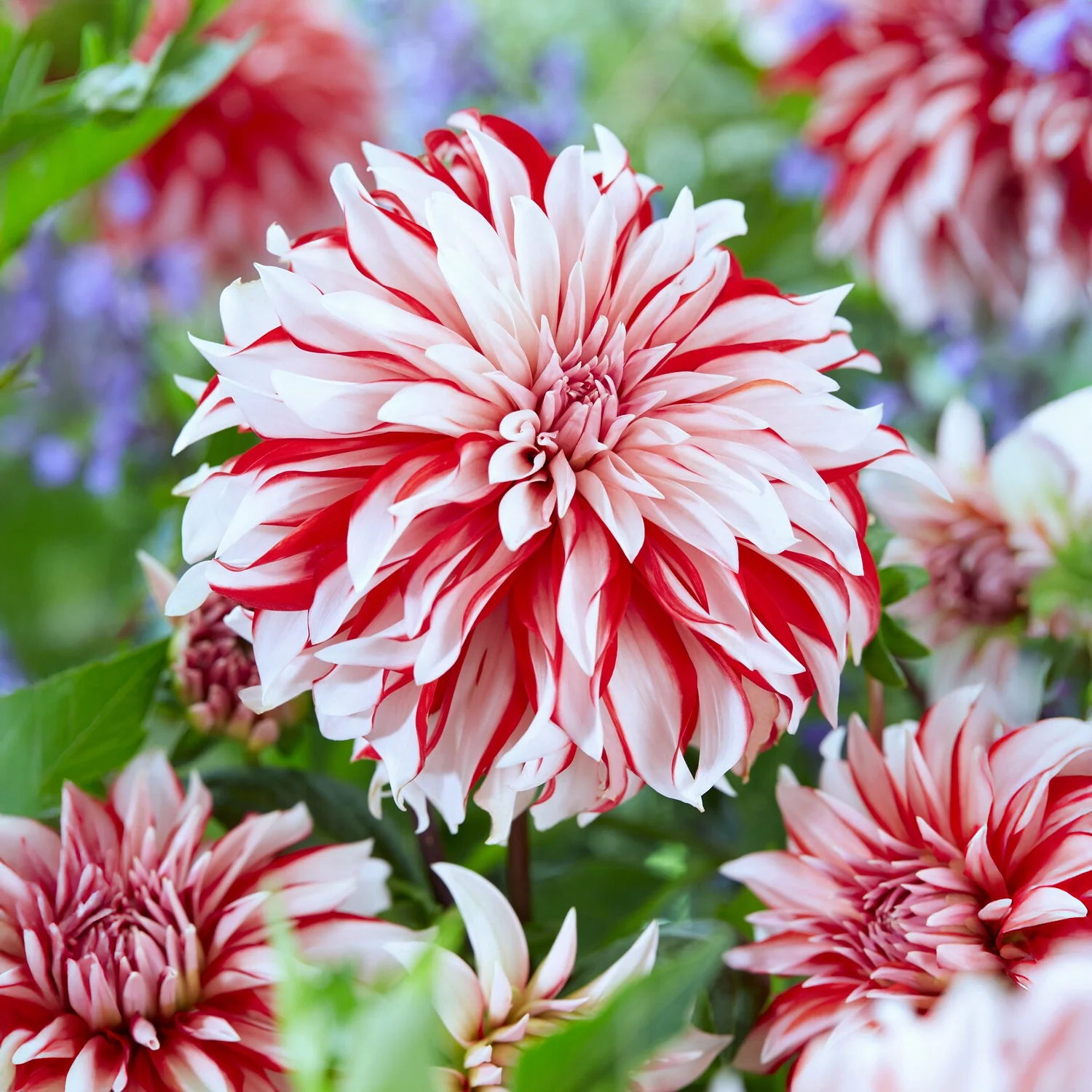 Dahlia 'Santa Claus' (x3)