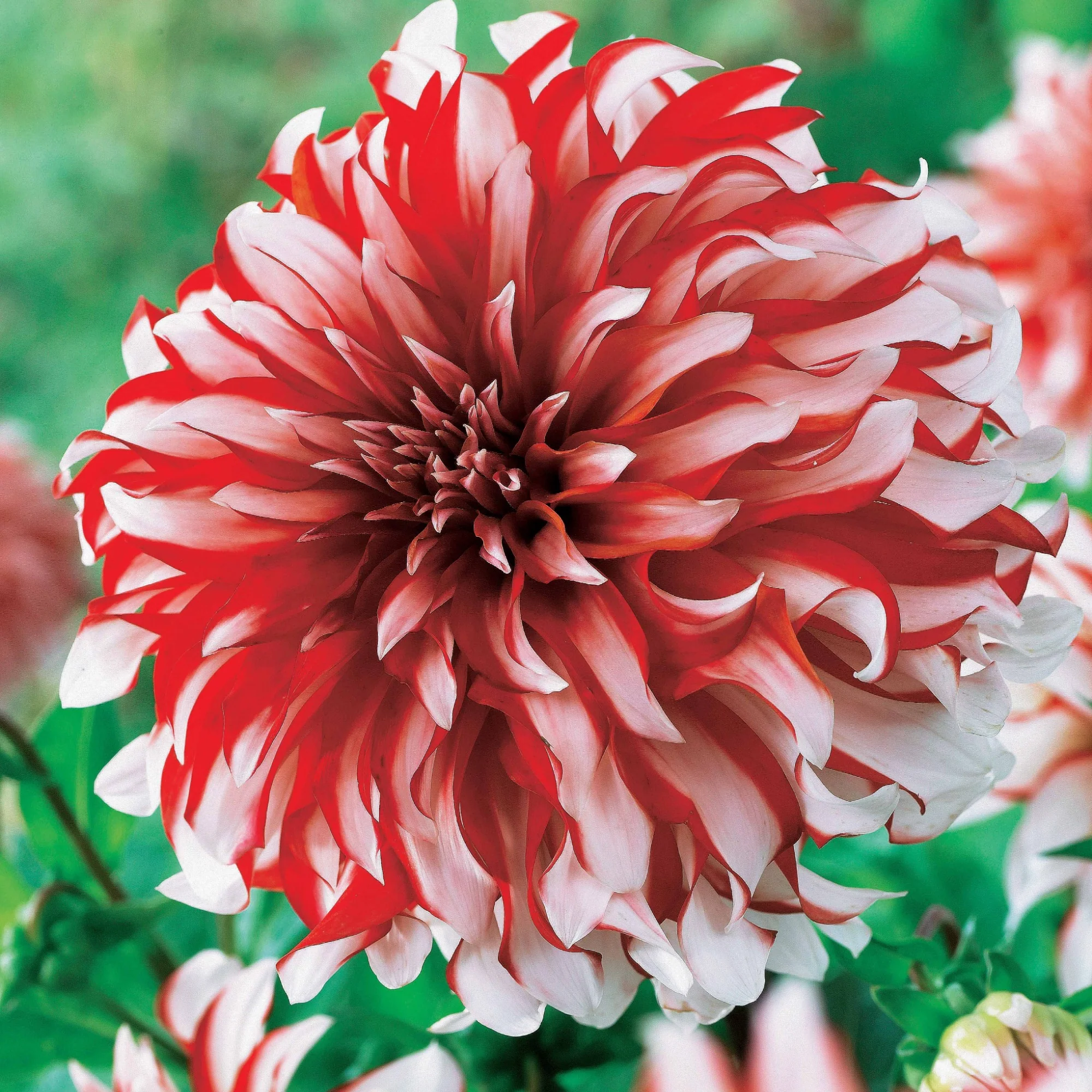 Dahlia 'Santa Claus' (x3) - Image 2