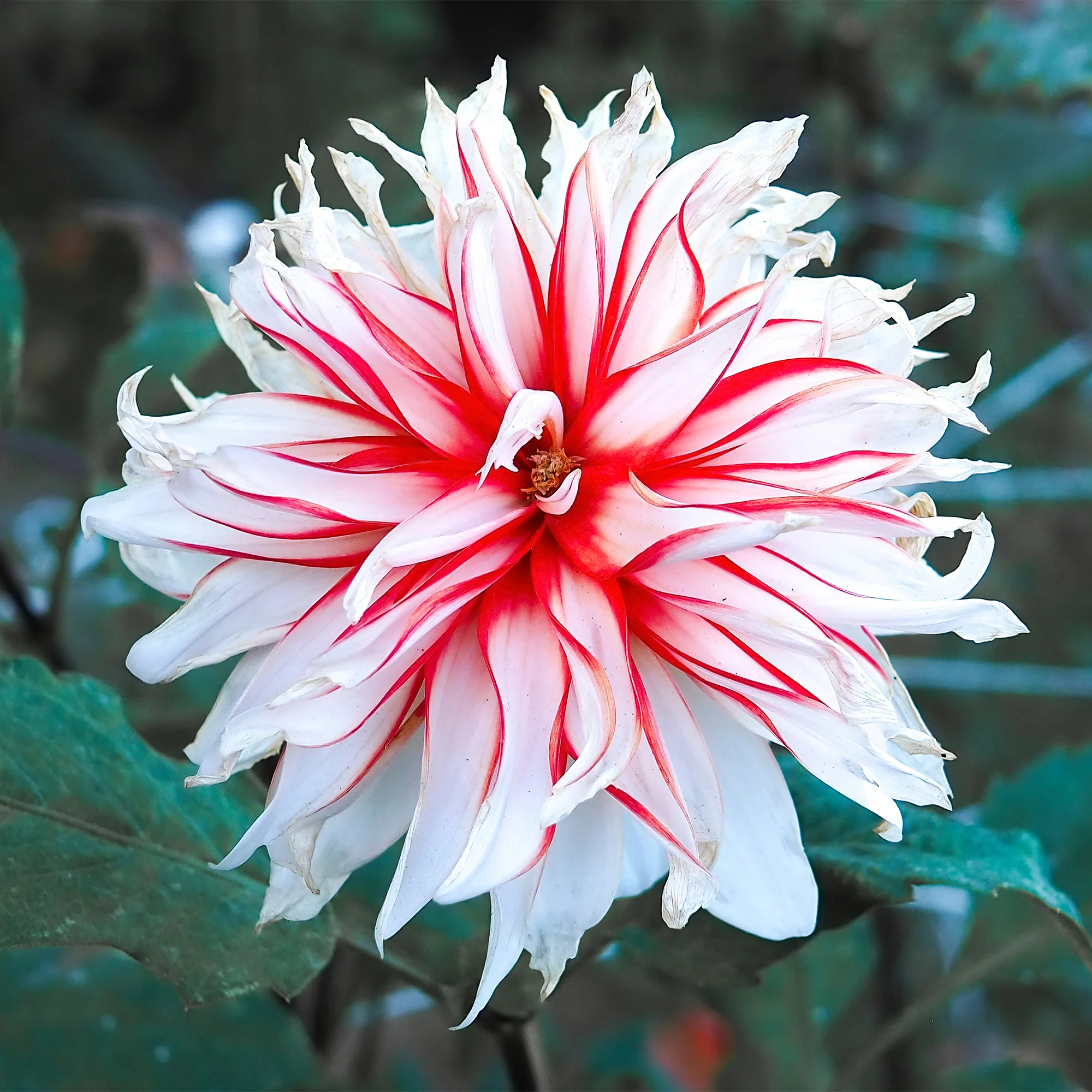 Dahlia 'Santa Claus' (x3) - Image 3