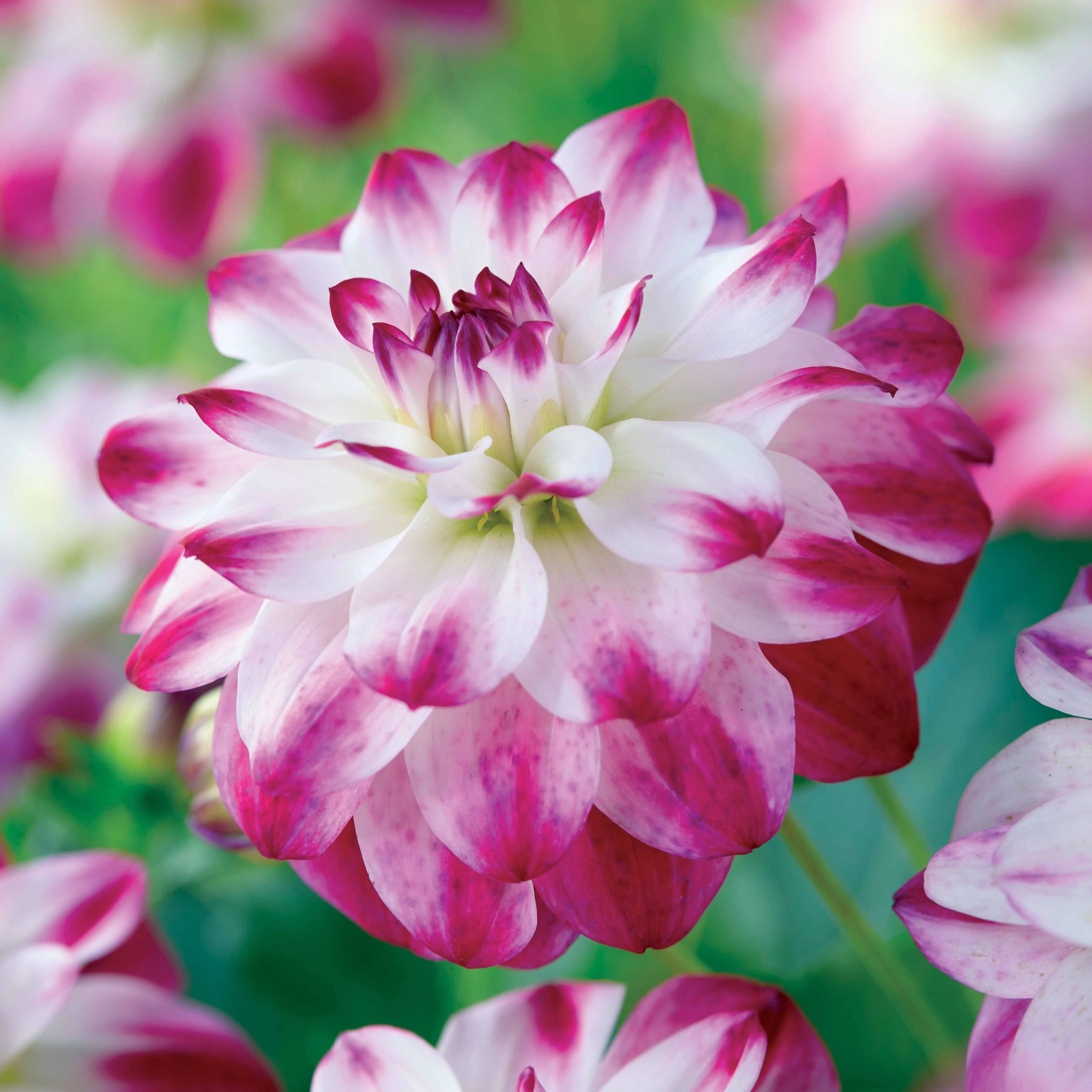 Dahlia 'St. Martin' (x3)