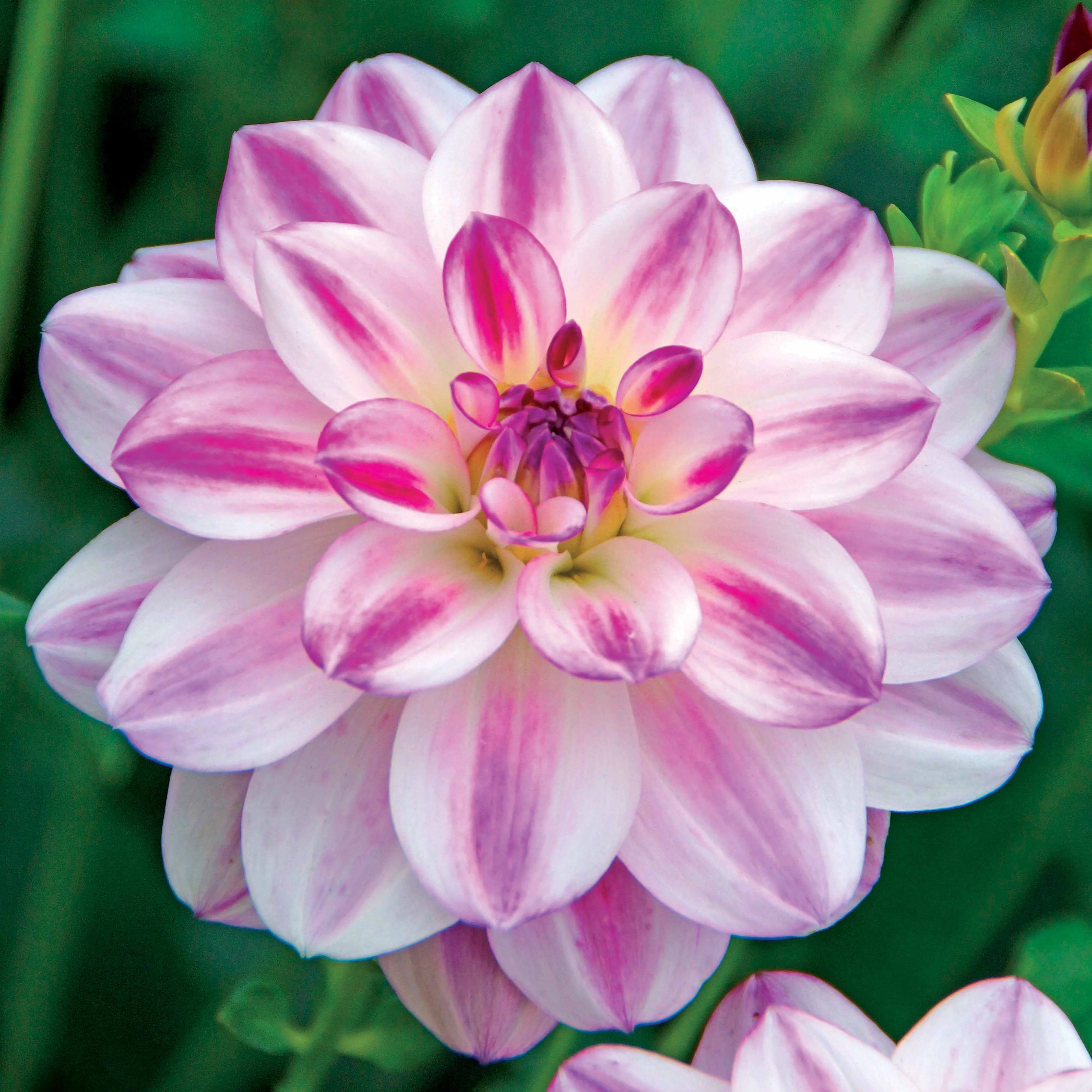 Dahlia 'St. Martin' (x3) - Image 2