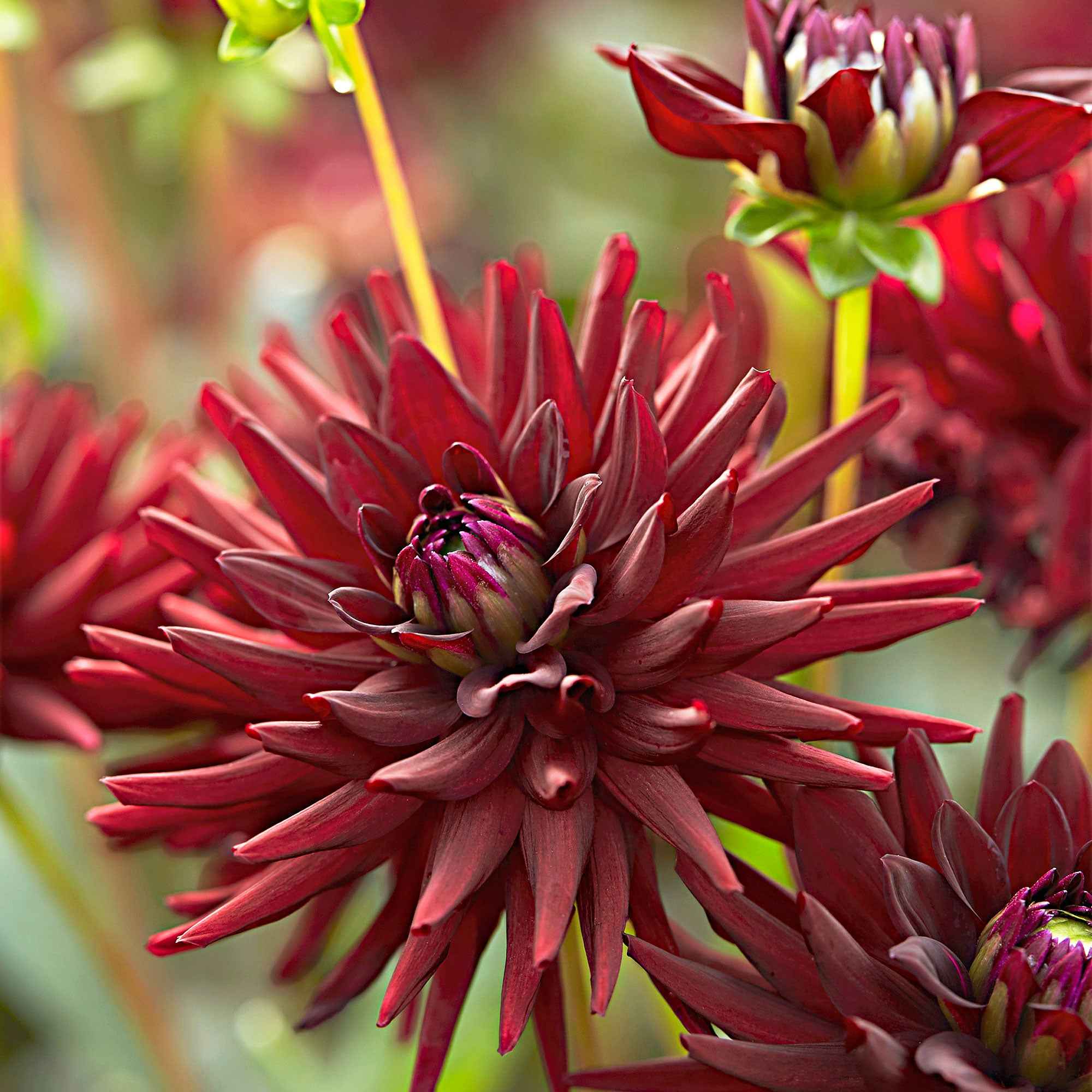 Dahlia 'Tamburo' (x3) - Image 3