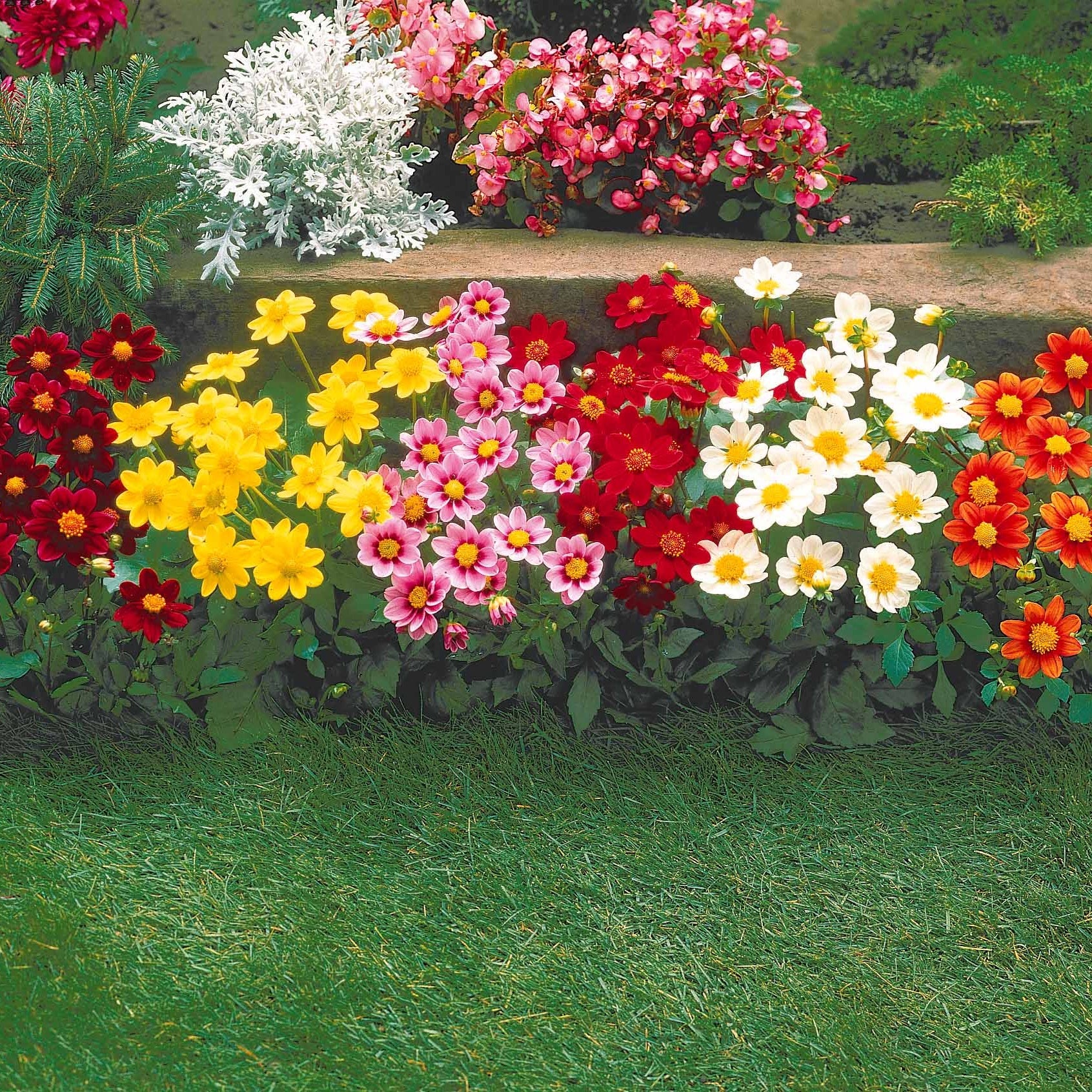 Dahlia 'Topmix' (x5) - Image 6