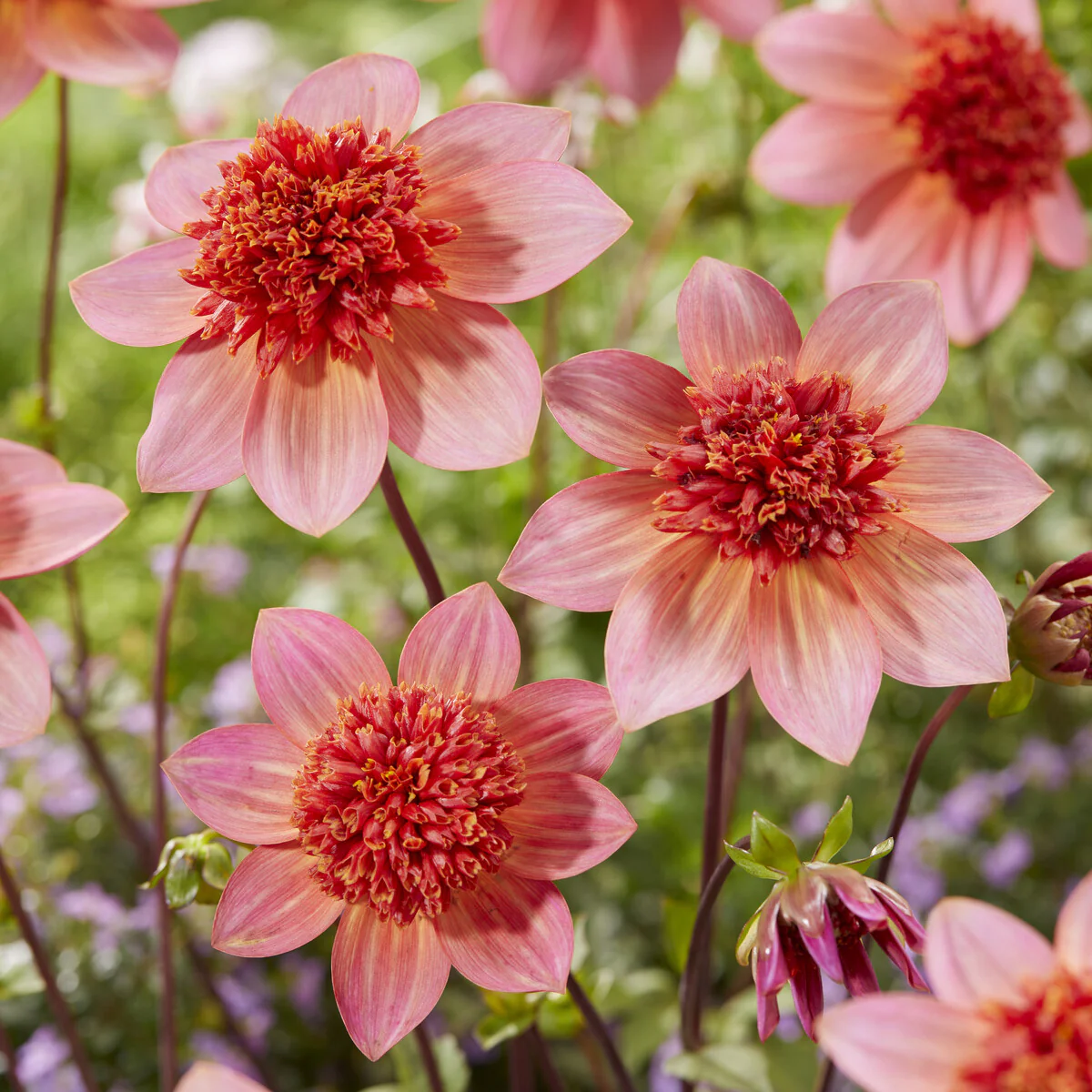 Dahlia 'Totally Tangerine'