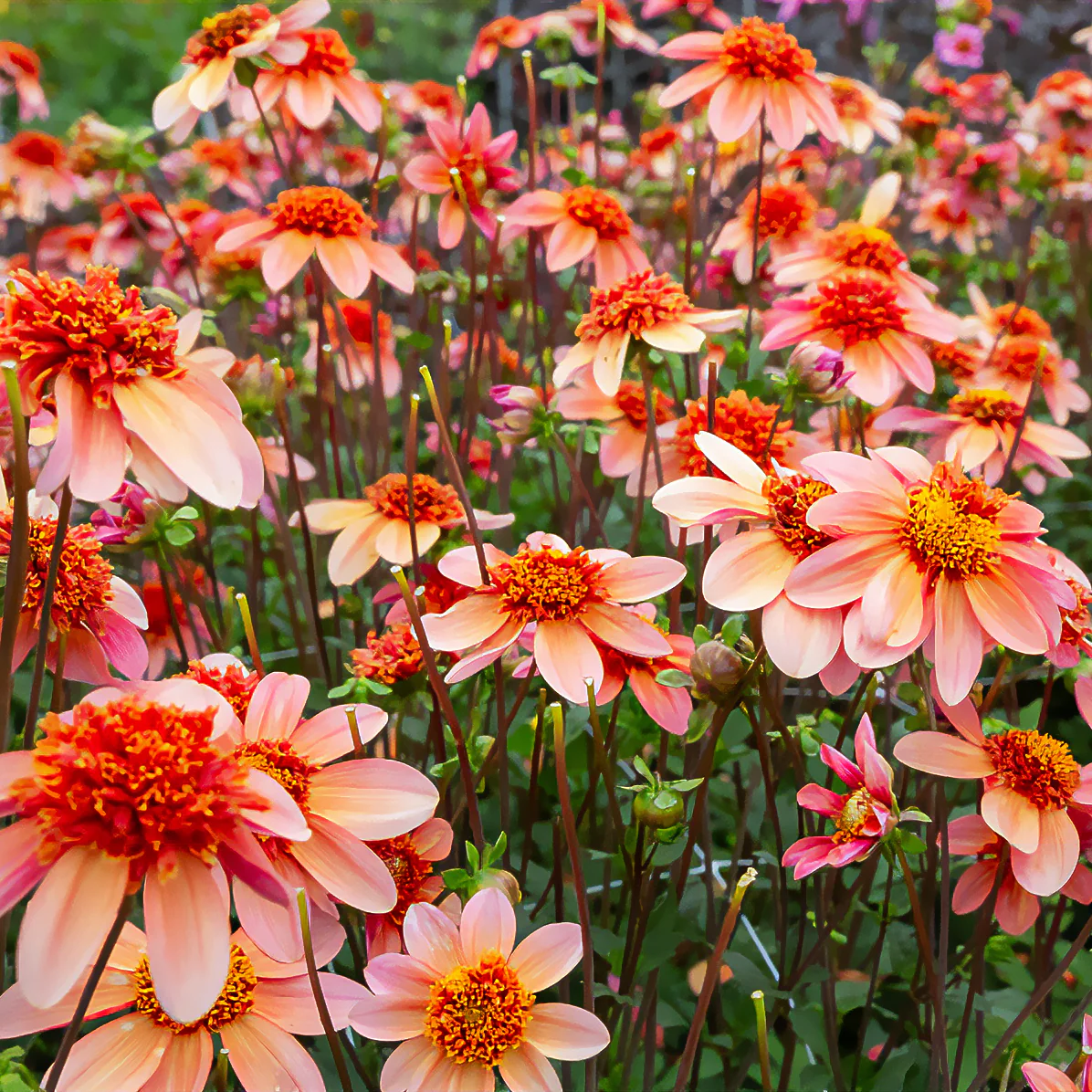 Dahlia 'Totally Tangerine' - Image 2
