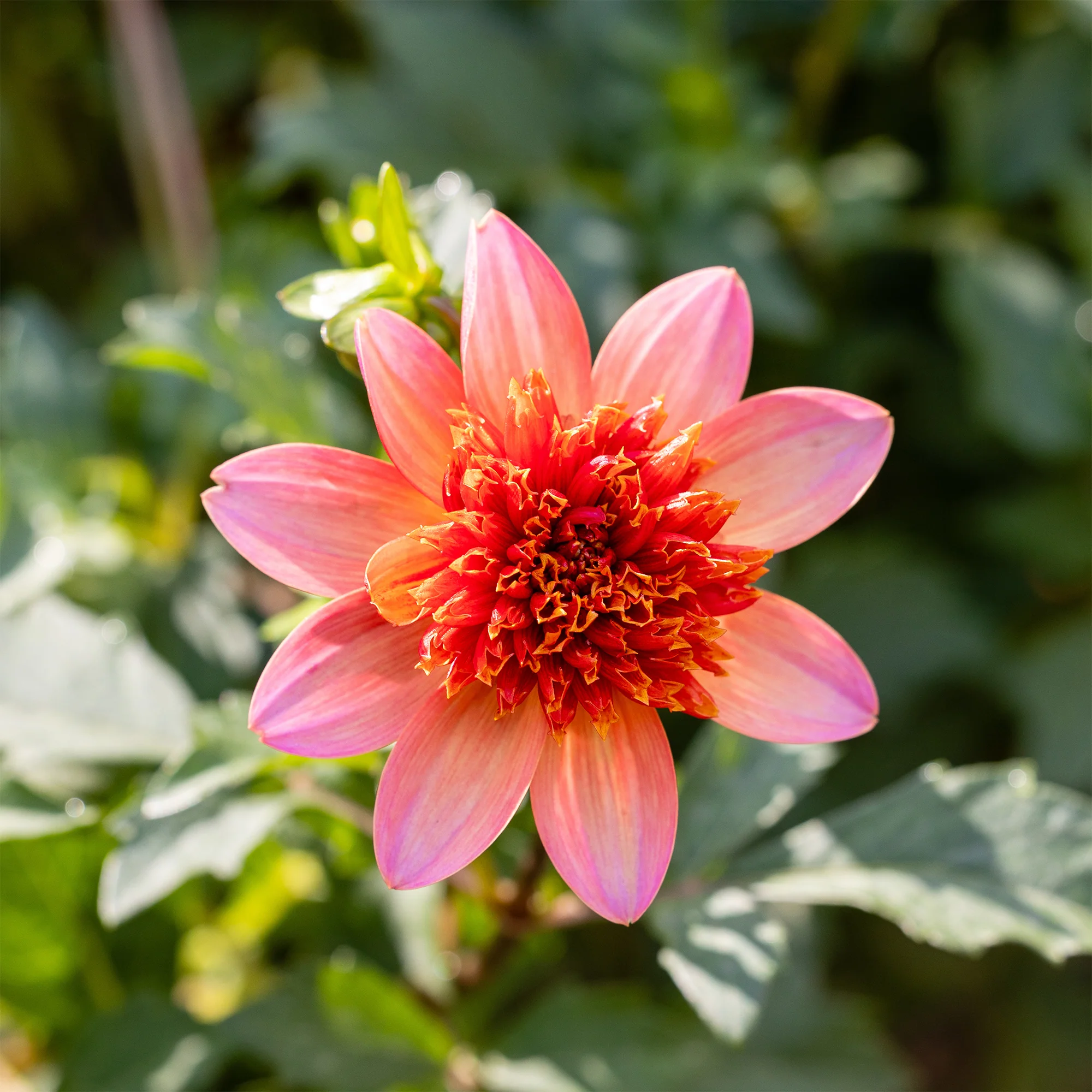 Dahlia 'Totally Tangerine' - Image 3