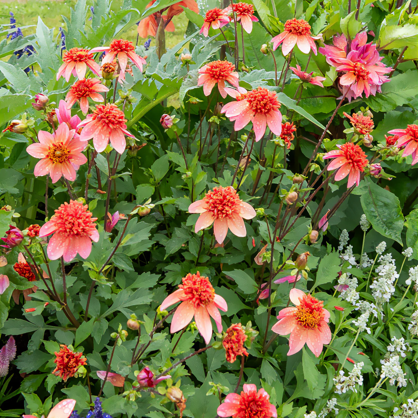 Dahlia 'Totally Tangerine' - Image 4