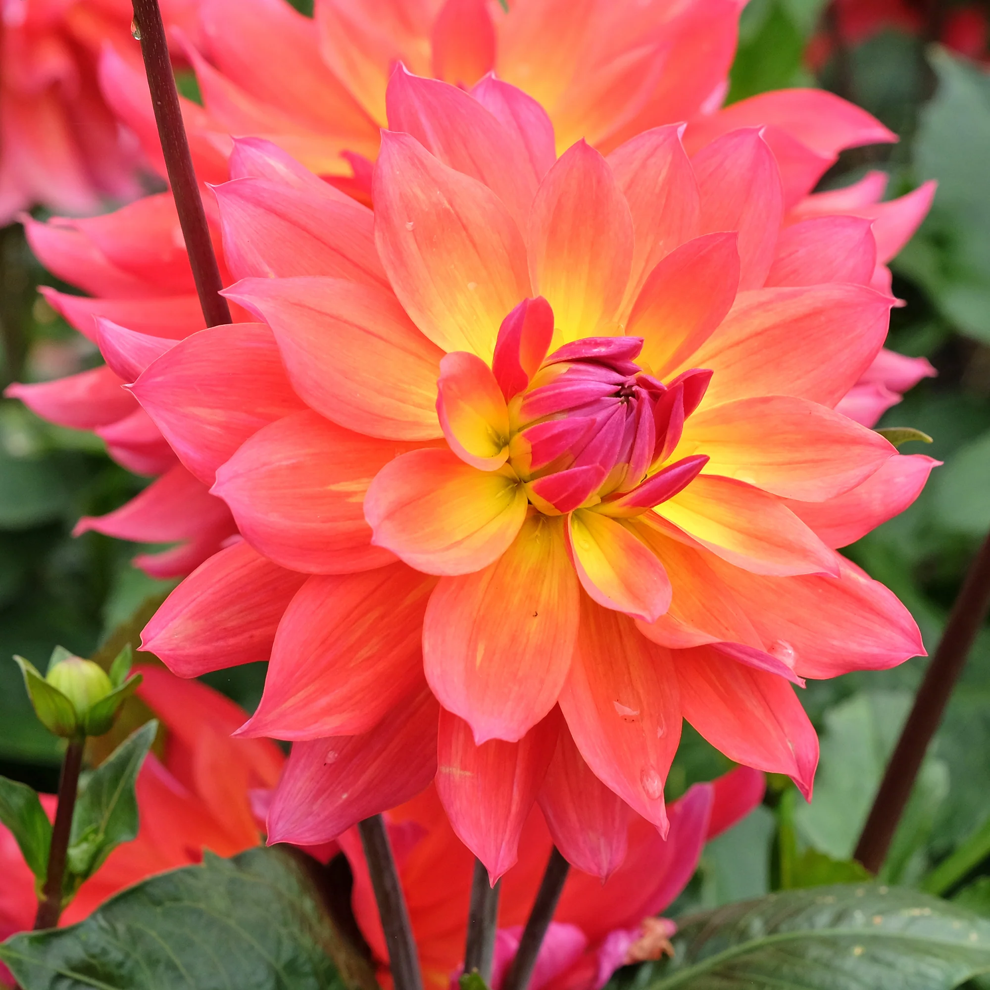 Dahlia 'Tricolore' (x3)