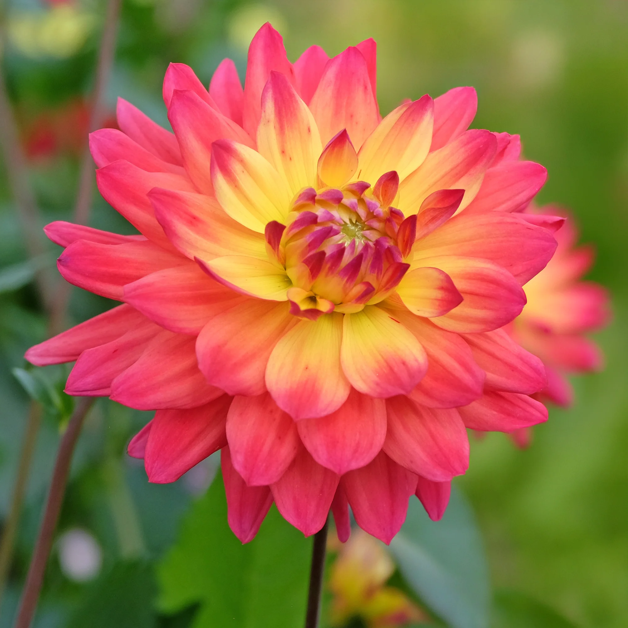 Dahlia 'Tricolore' (x3) - Image 2