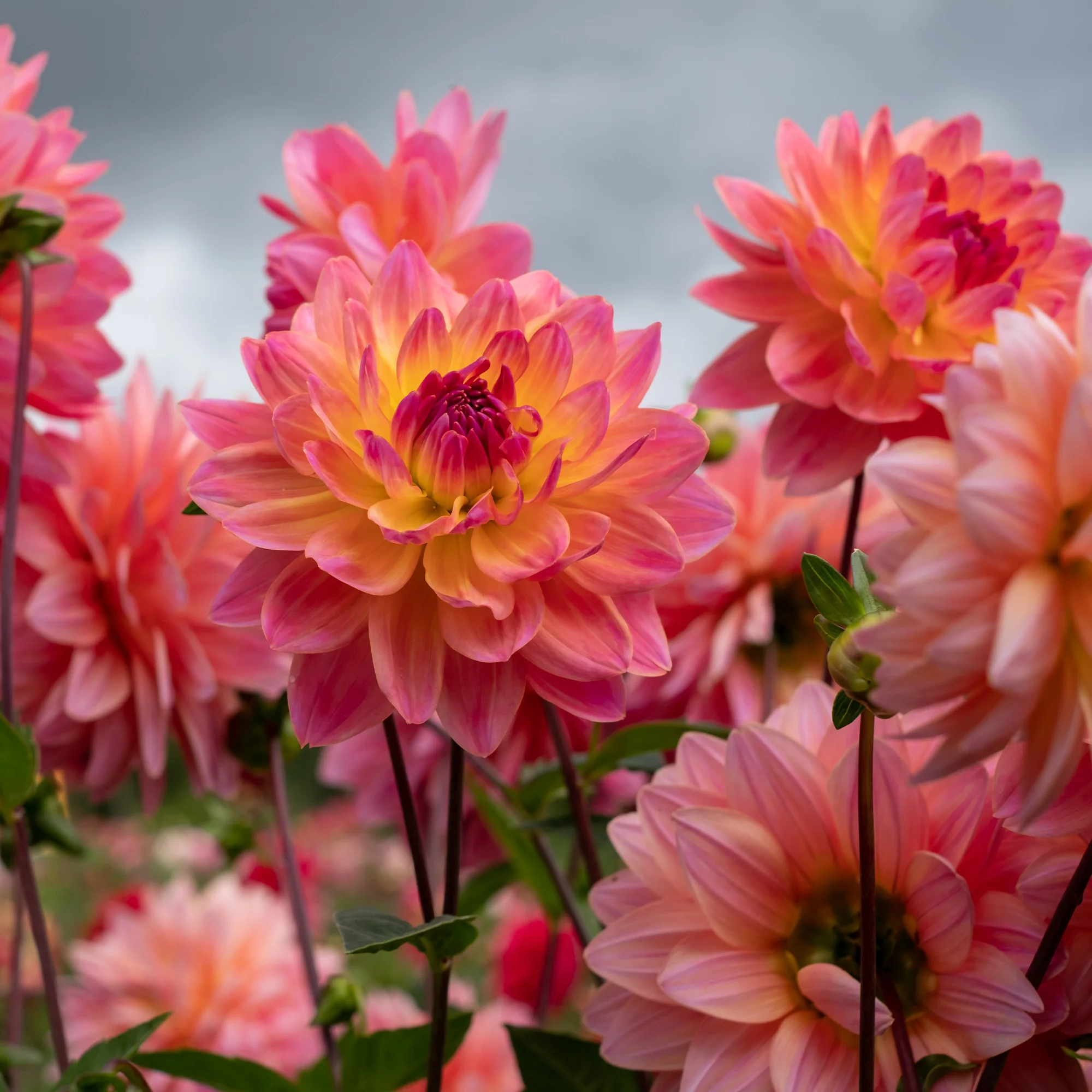 Dahlia Twiggy - Image 3