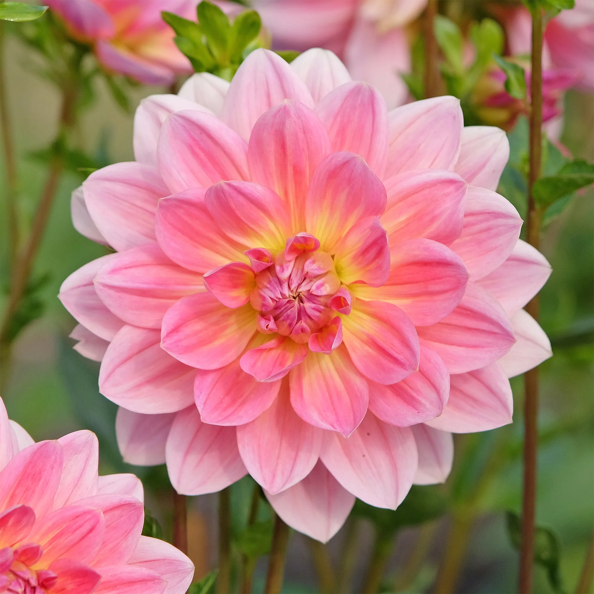 Dahlia Twiggy - Image 4