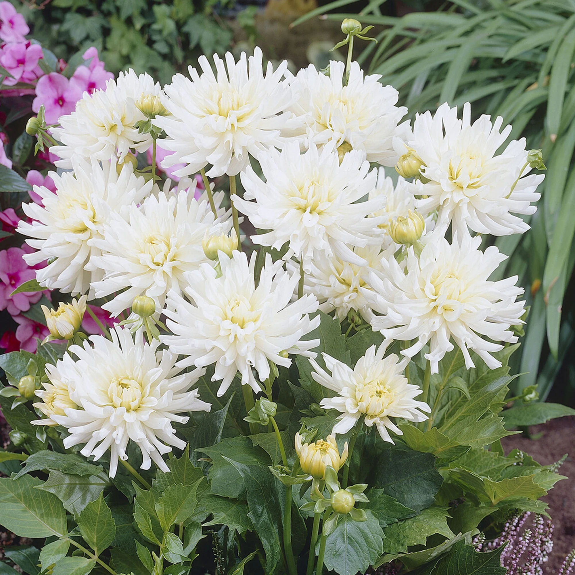 Dahlia 'White Happiness' (x3)