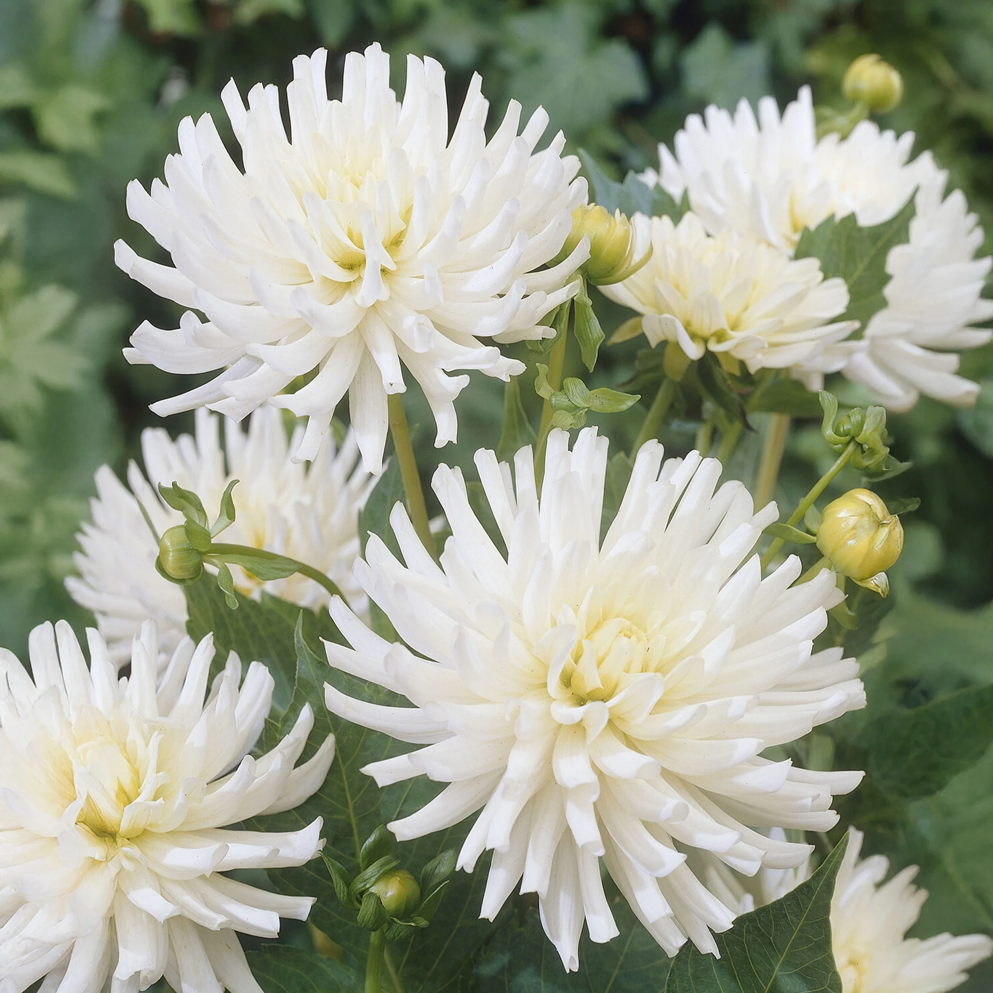 Dahlia 'White Happiness' (x3) - Image 2