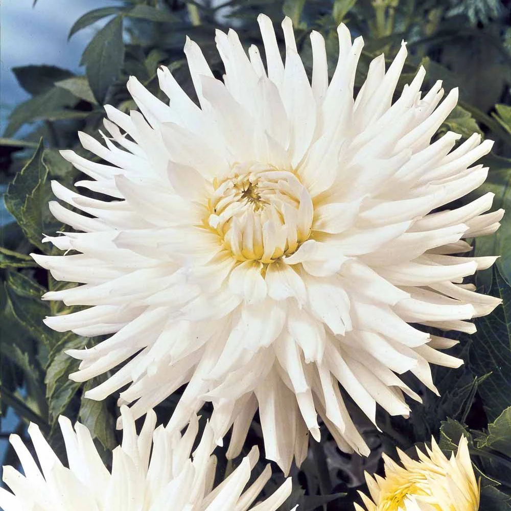 Dahlia 'White Happiness' (x3) - Image 3