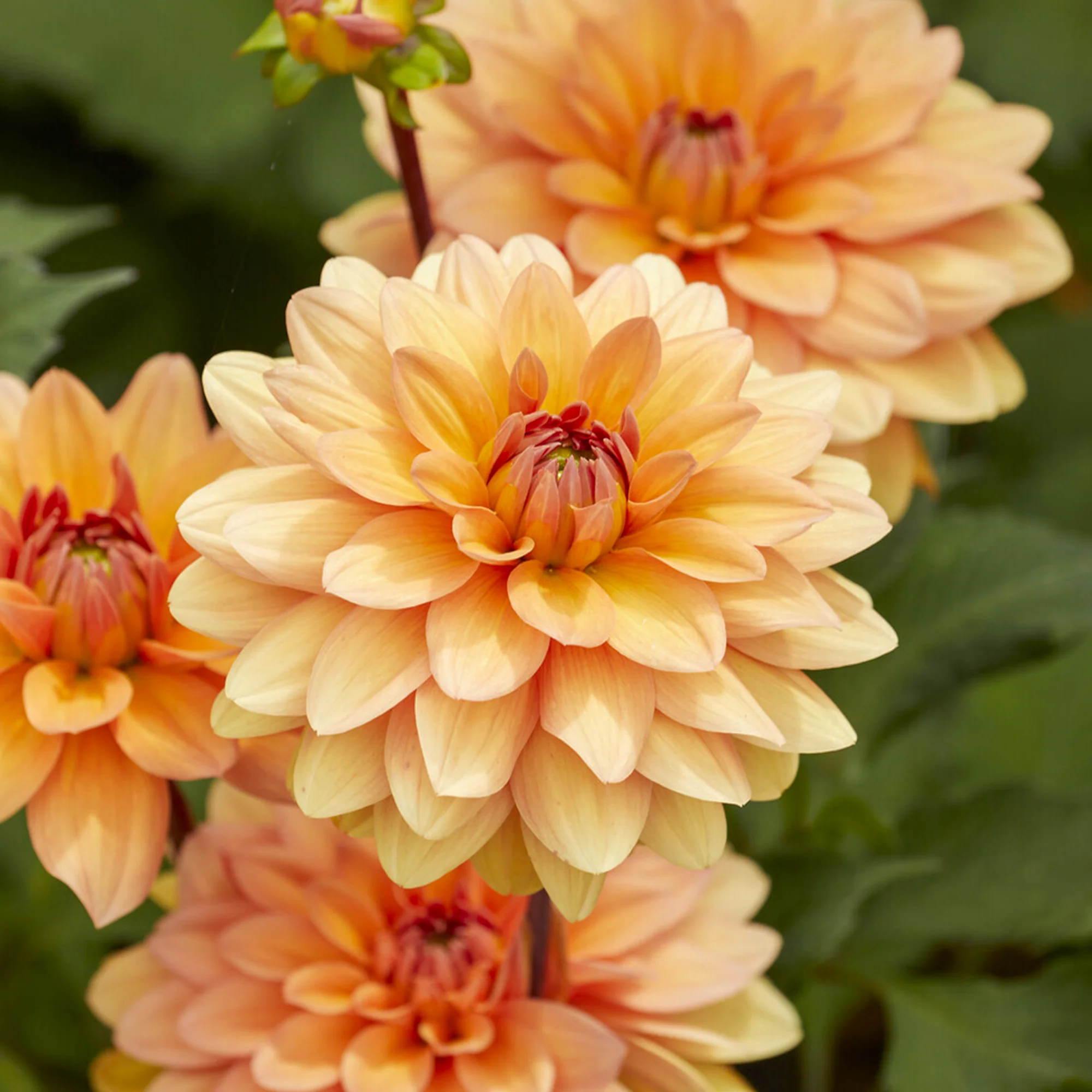Dahlia Yelno Harmony