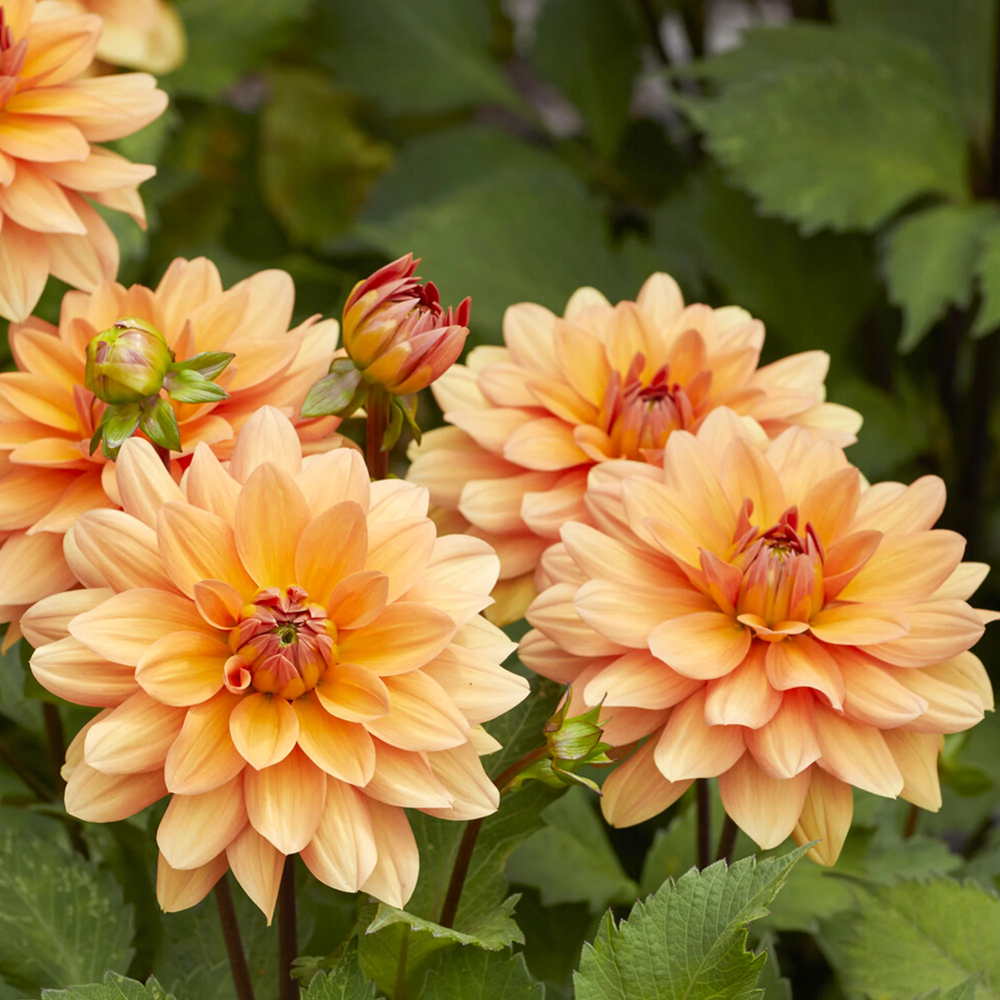Dahlia Yelno Harmony - Image 2