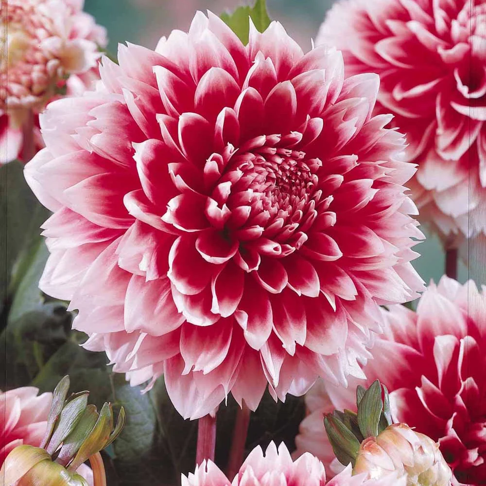 Dalia 'Fubuki' - rood / wit (x3)