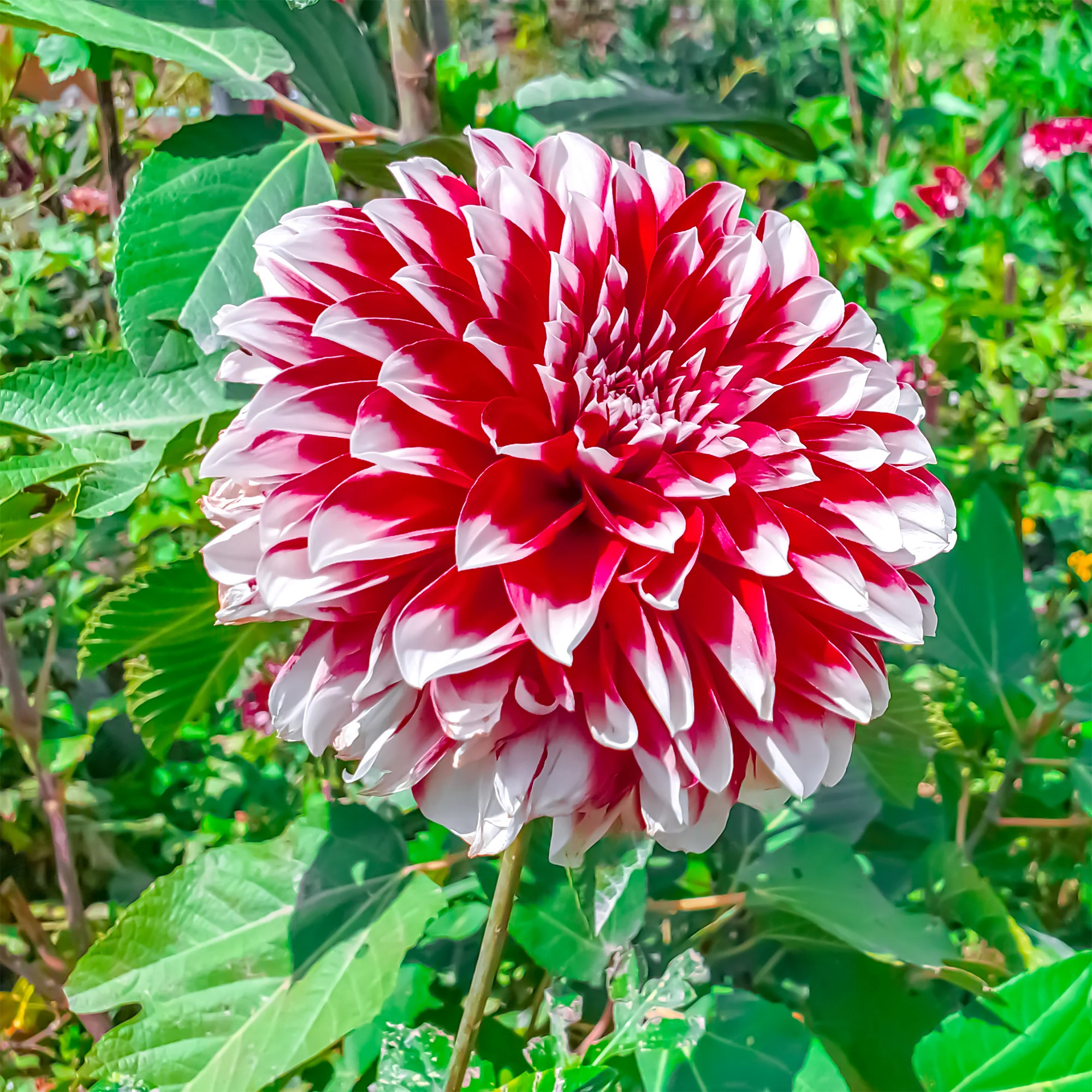 Dalia 'Fubuki' - rood / wit (x3) - Image 2