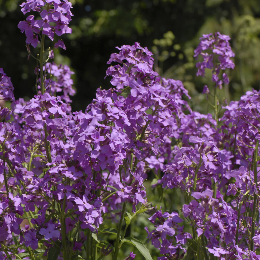 Damastbloem - Image 2