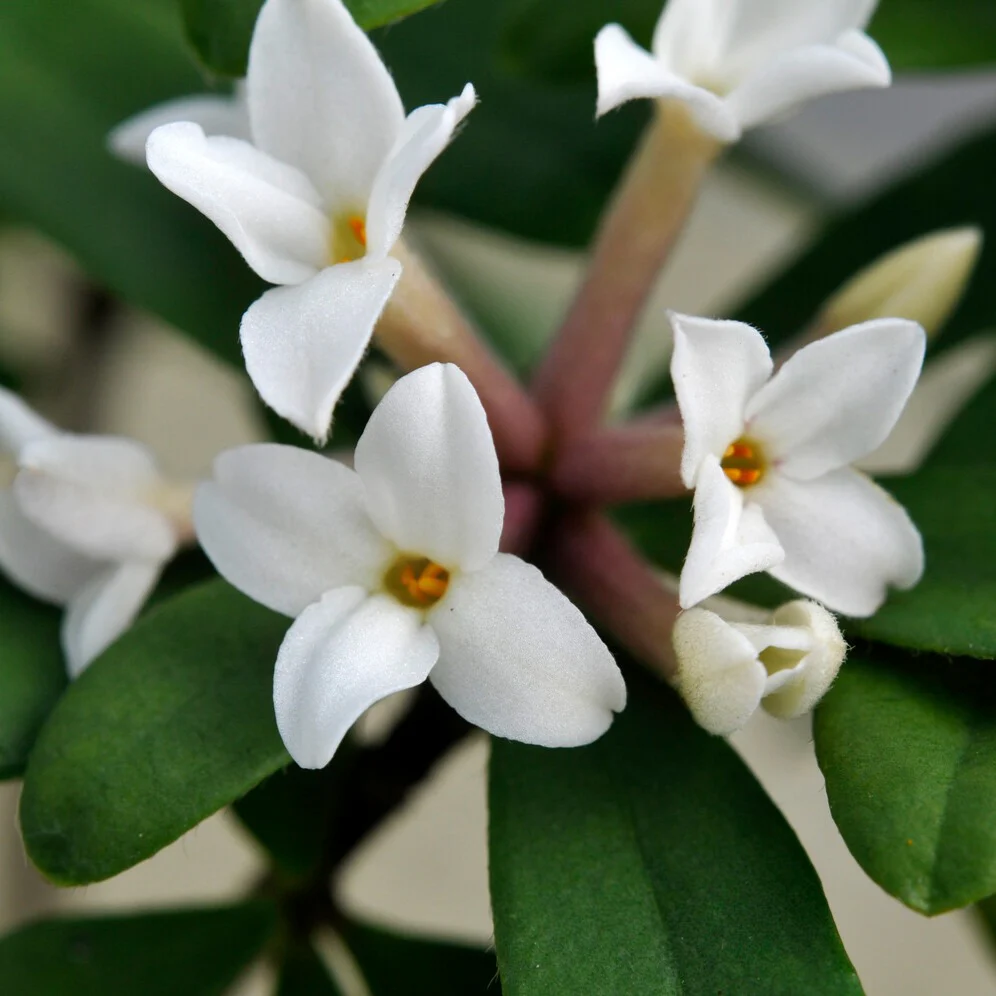 Daphne transatlantica Eeuwige Geur Blafra - Image 3