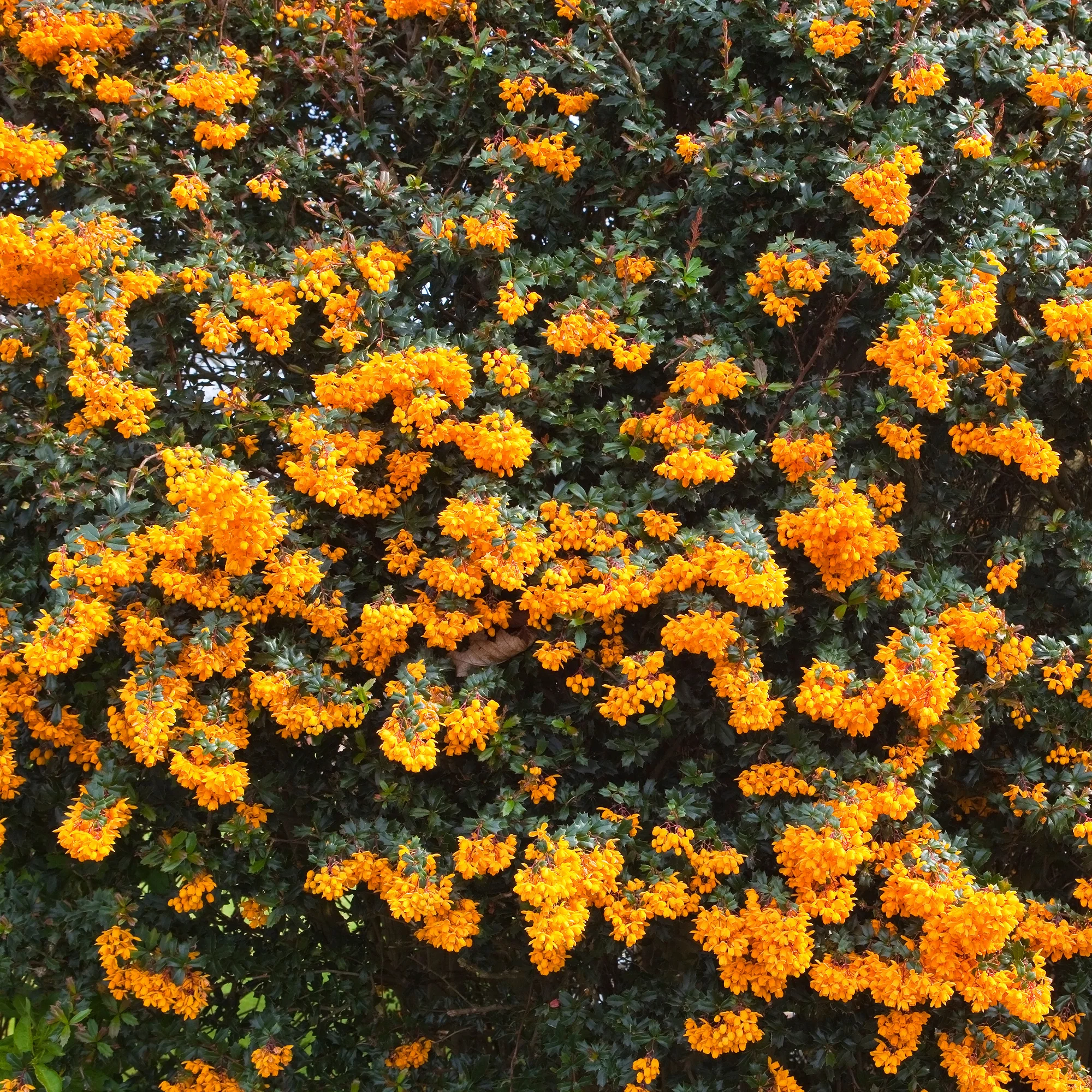Darwins berberis - Image 3