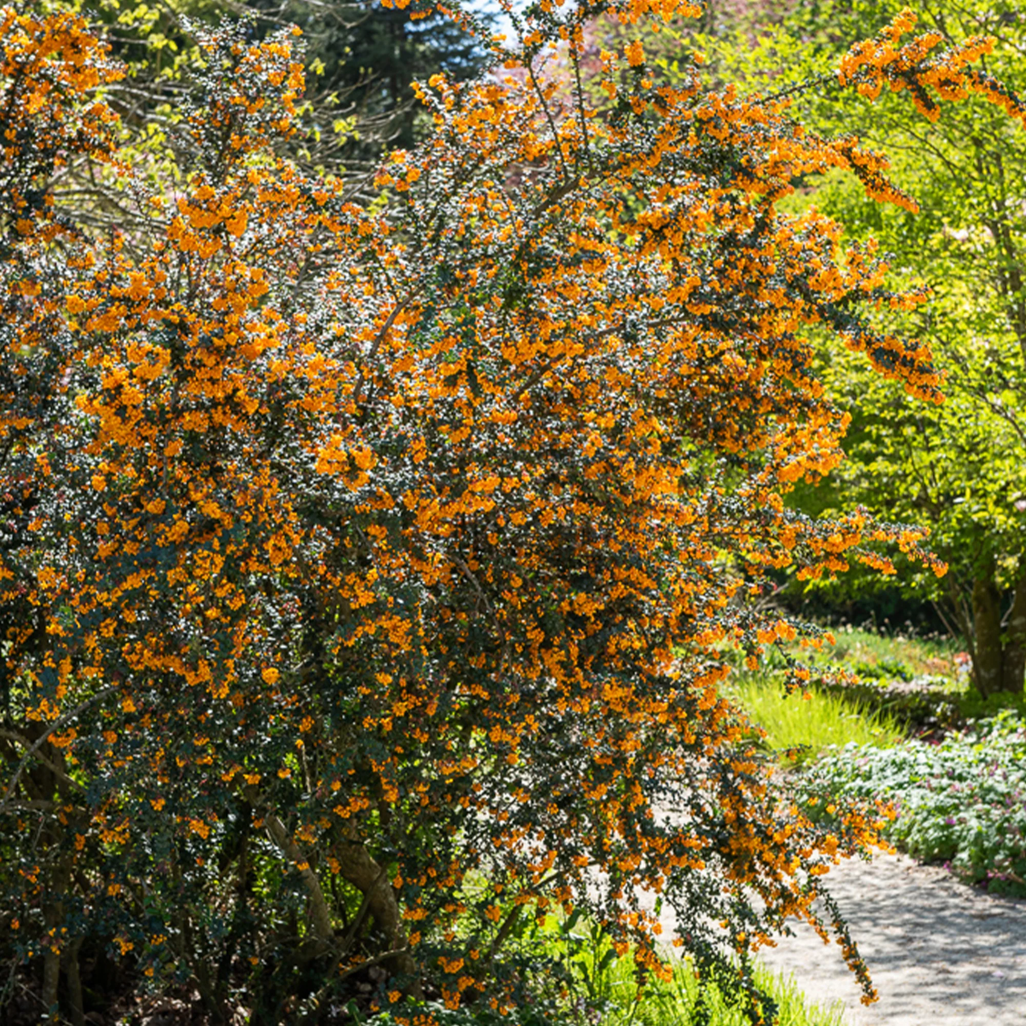 Darwins berberis - Image 4