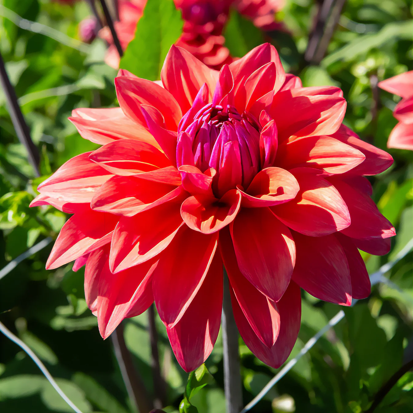 Decoratieve dahlia 'American Dawn' (x3)