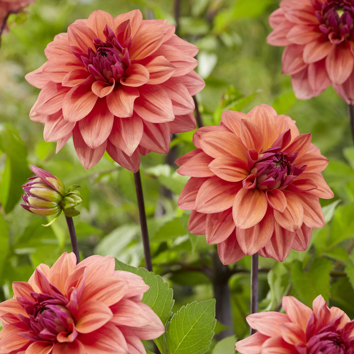 Decoratieve dahlia 'American Dawn' (x3) - Image 3