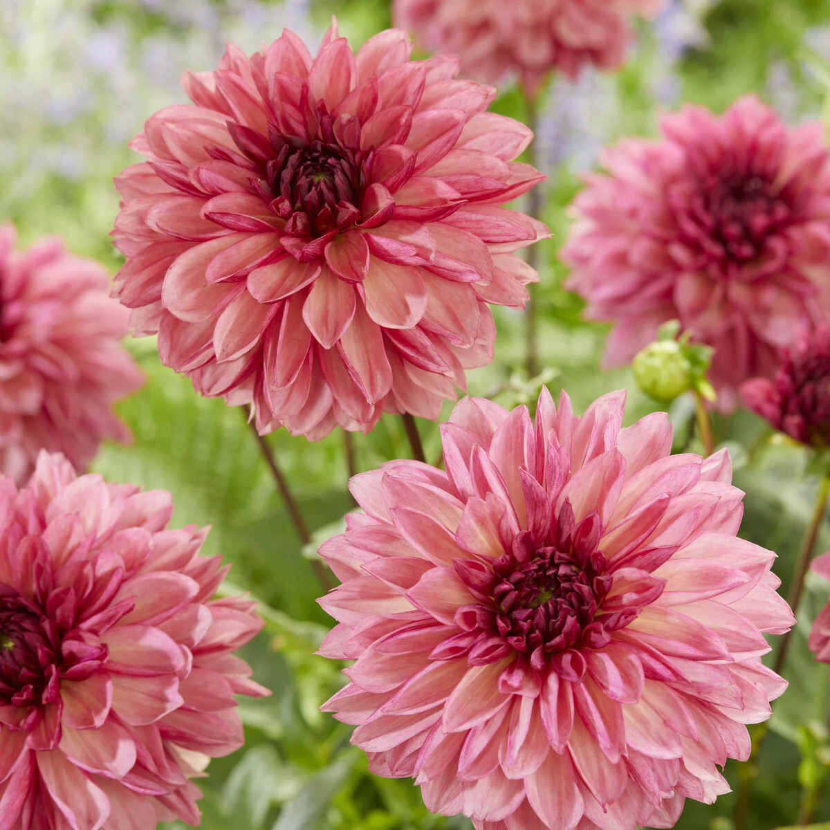 Decoratieve dahlia ’Baccardi' (x3) - Image 4