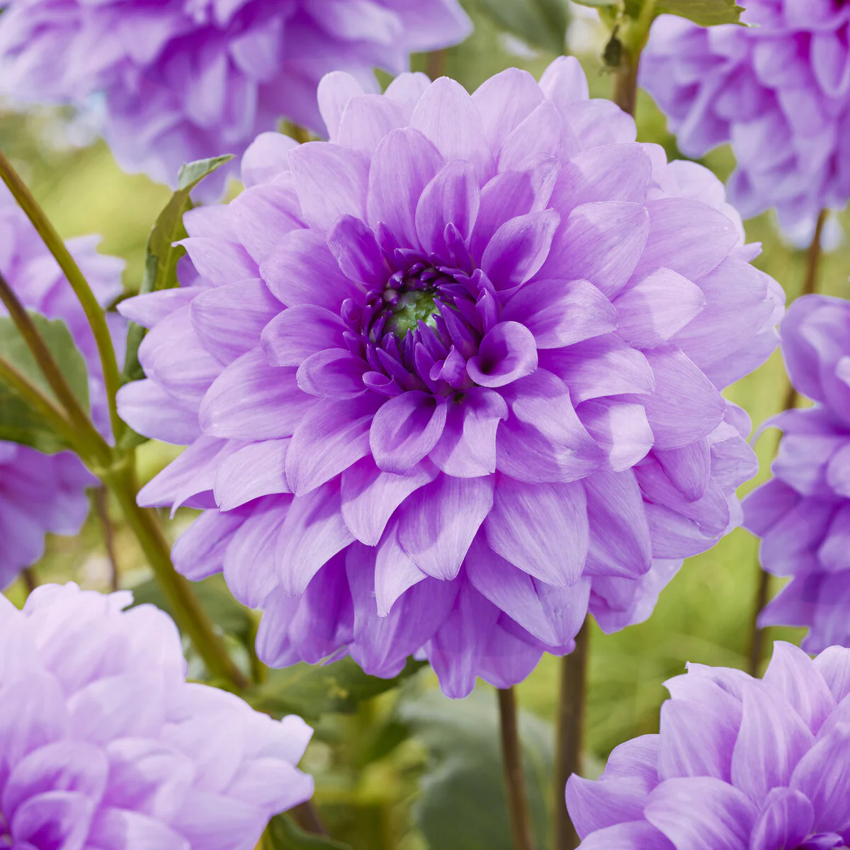 Decoratieve dahlia 'Blue Boy' (x3)