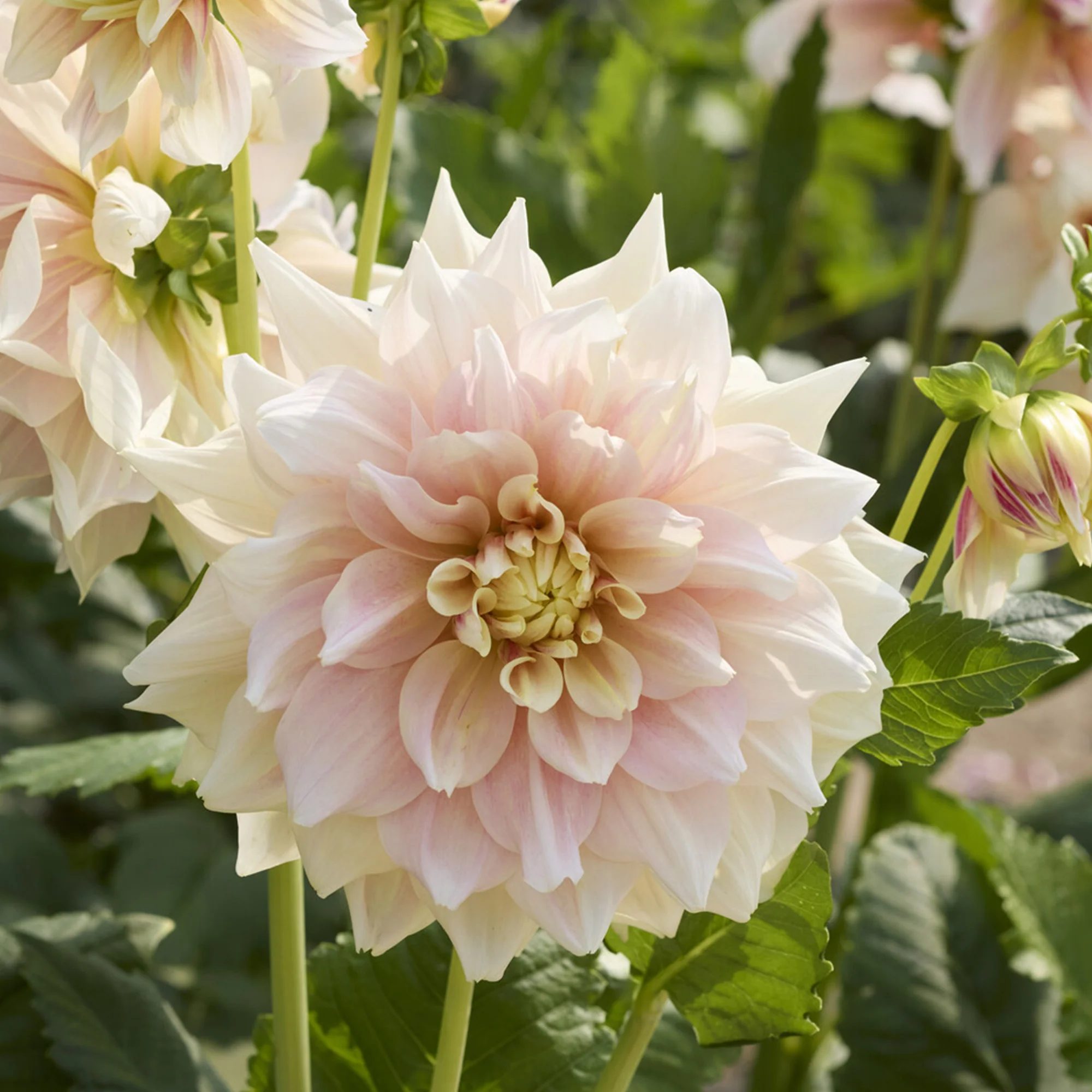 Decoratieve dahlia Break Out