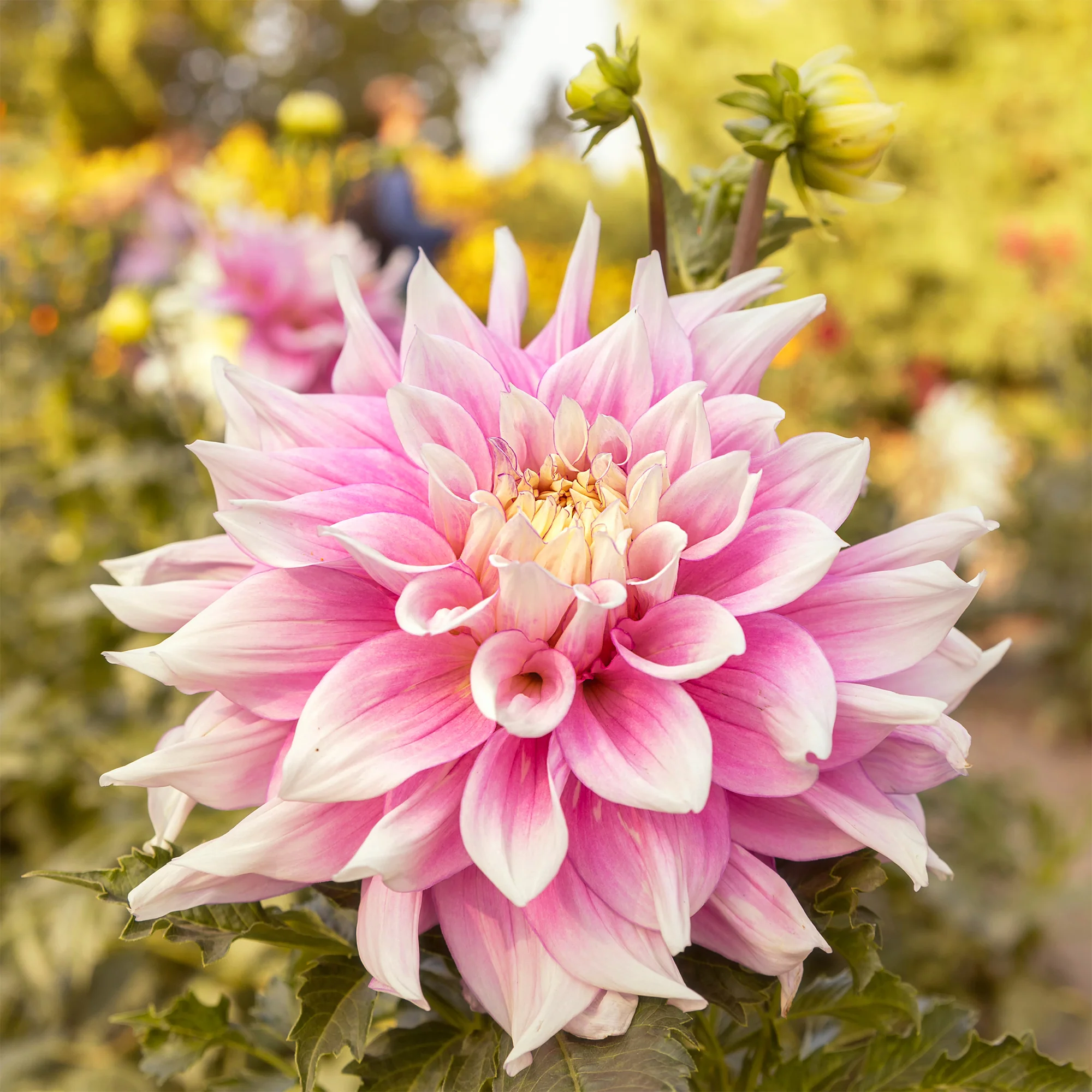 Decoratieve dahlia Break Out - Image 2