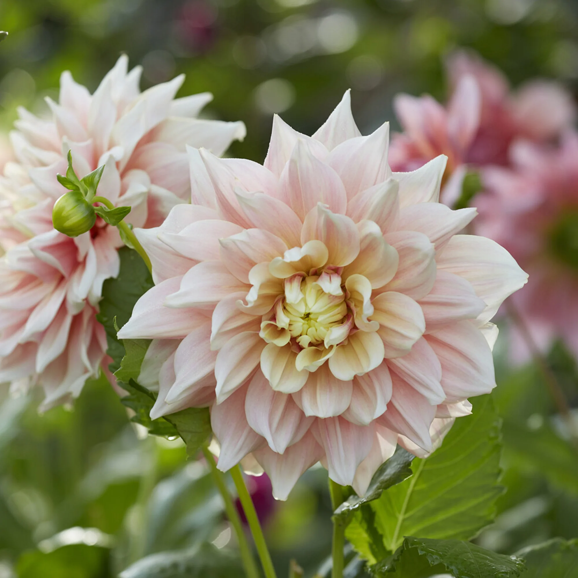Decoratieve dahlia Break Out - Image 3