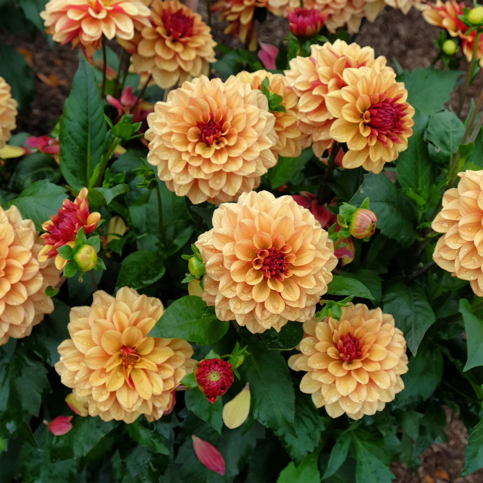 Decoratieve dahlia Crème de Cognac