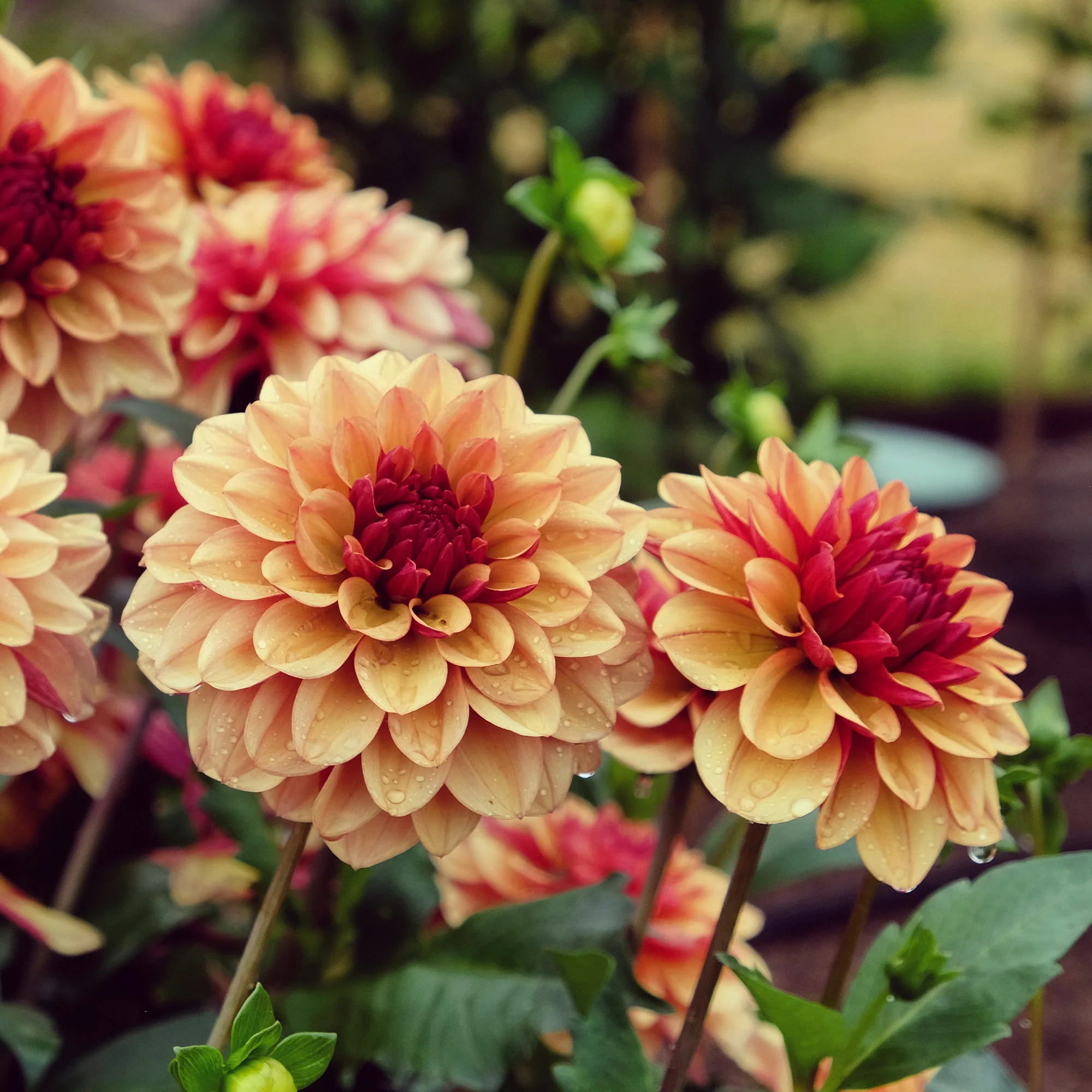 Decoratieve dahlia Crème de Cognac - Image 2