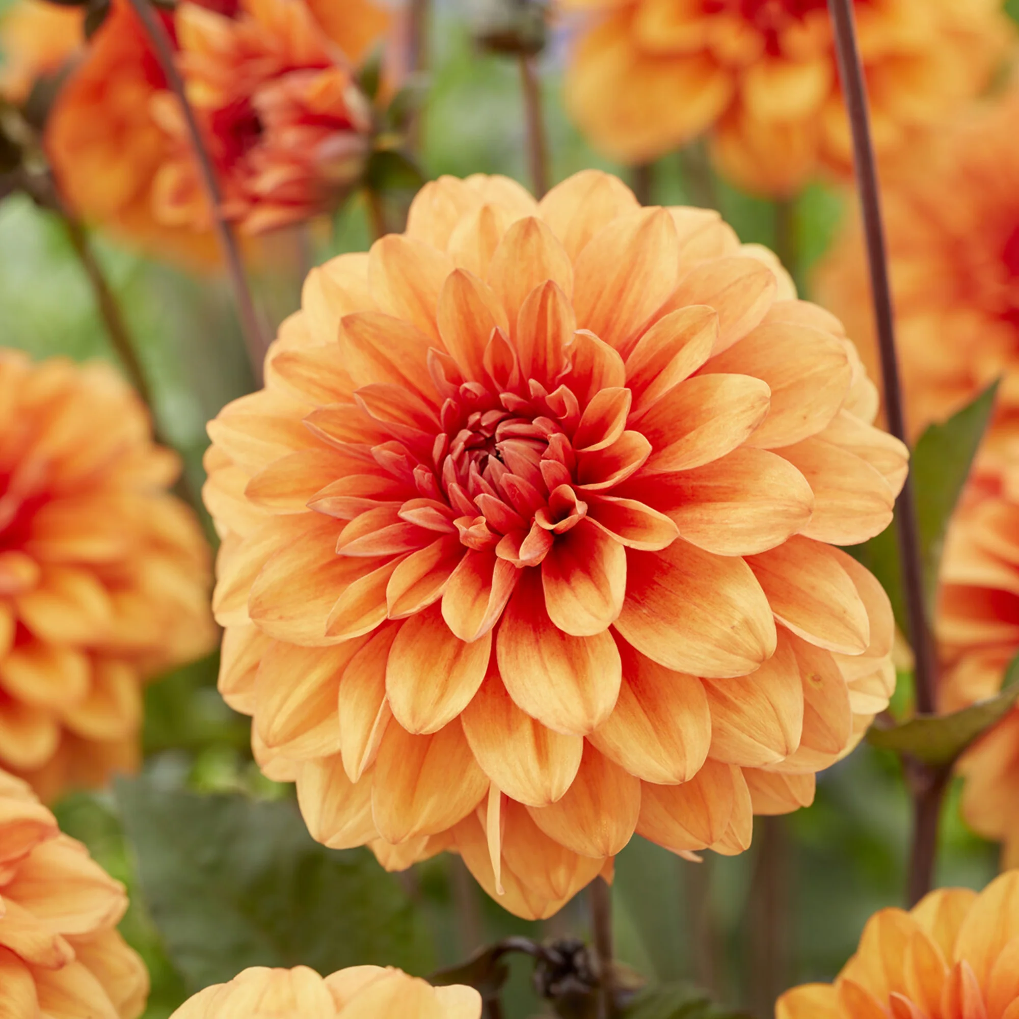 Decoratieve dahlia David Howard