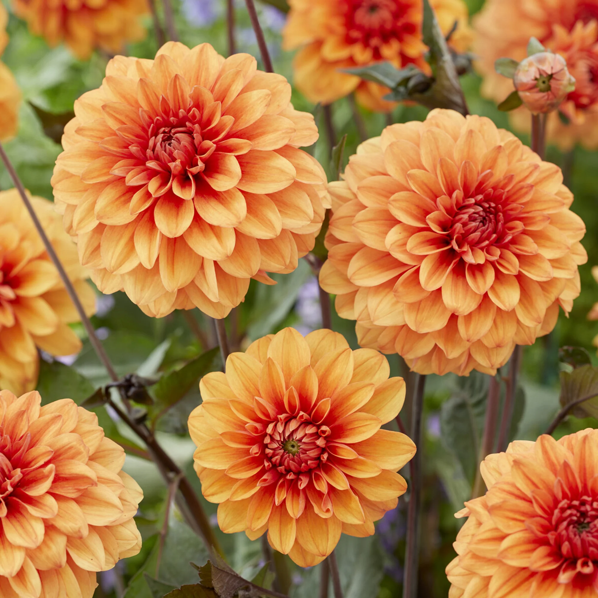 Decoratieve dahlia David Howard - Image 2