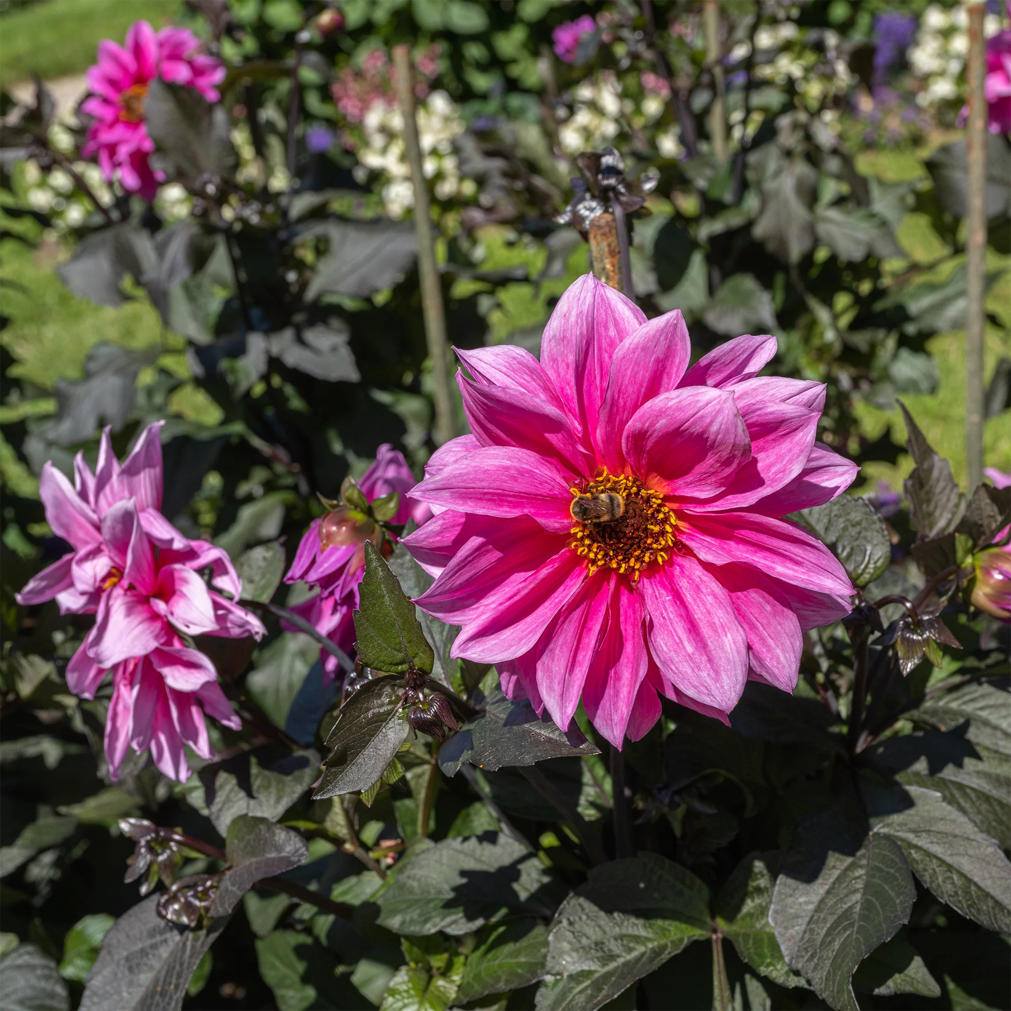 Decoratieve dahlia Fascination