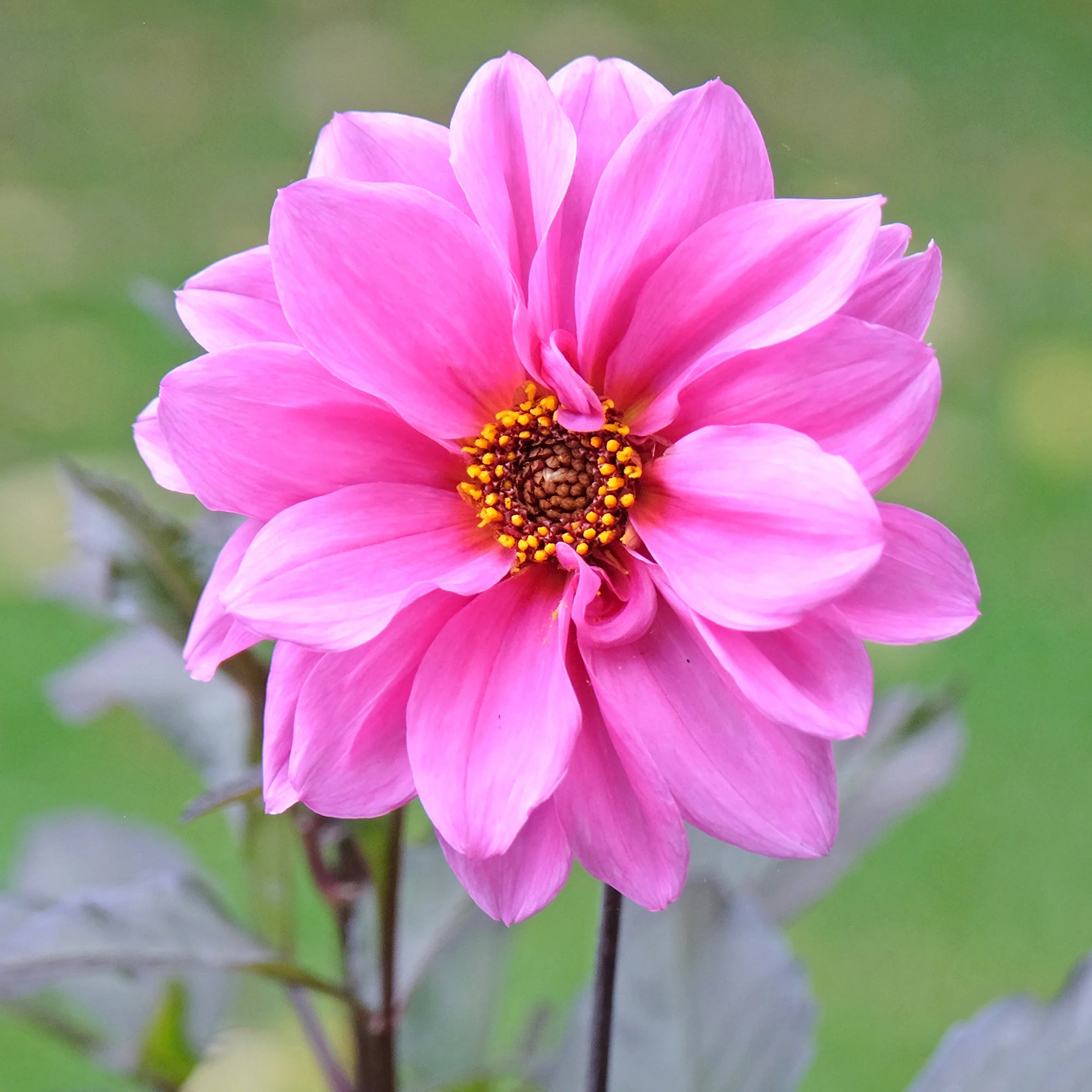 Decoratieve dahlia Fascination - Image 4