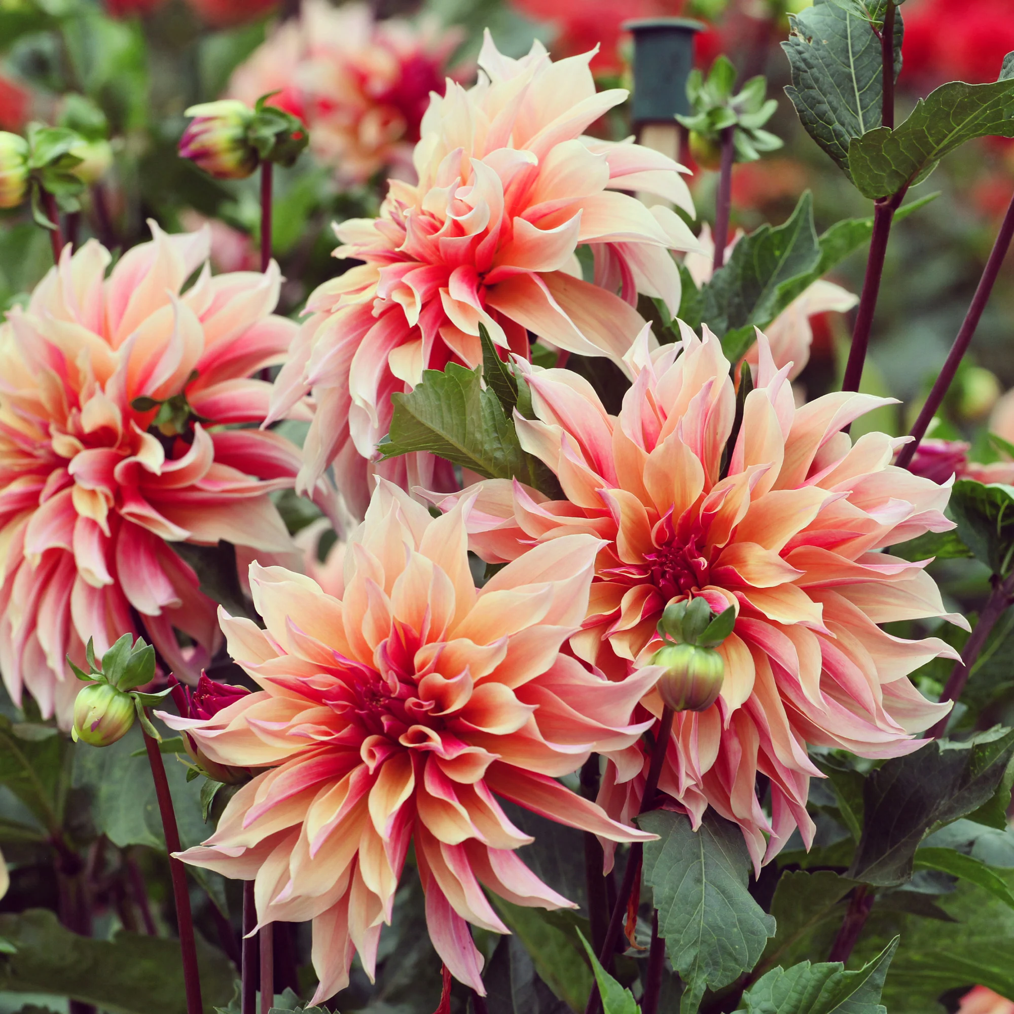 Decoratieve Dahlia Labyrint