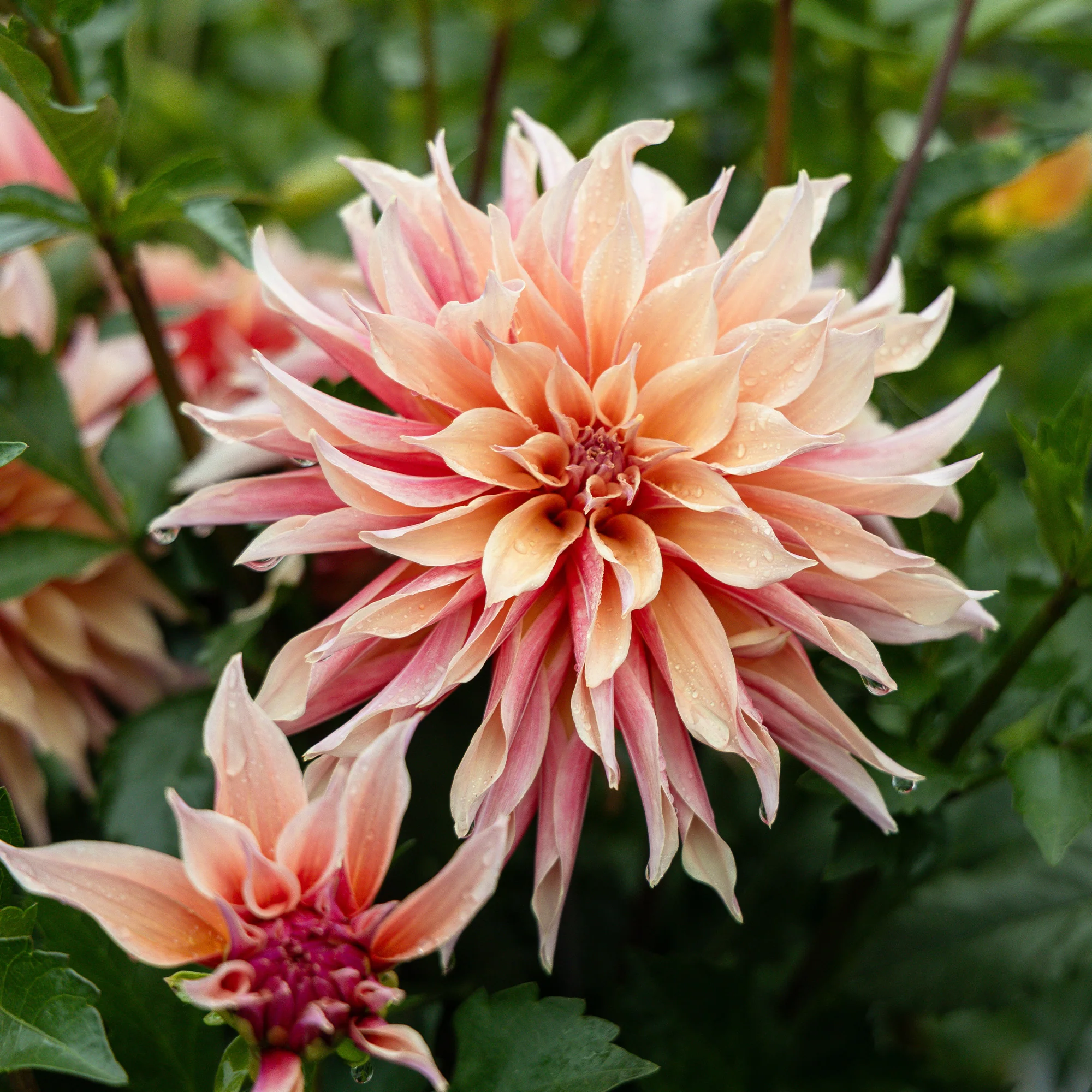 Decoratieve Dahlia Labyrint - Image 2