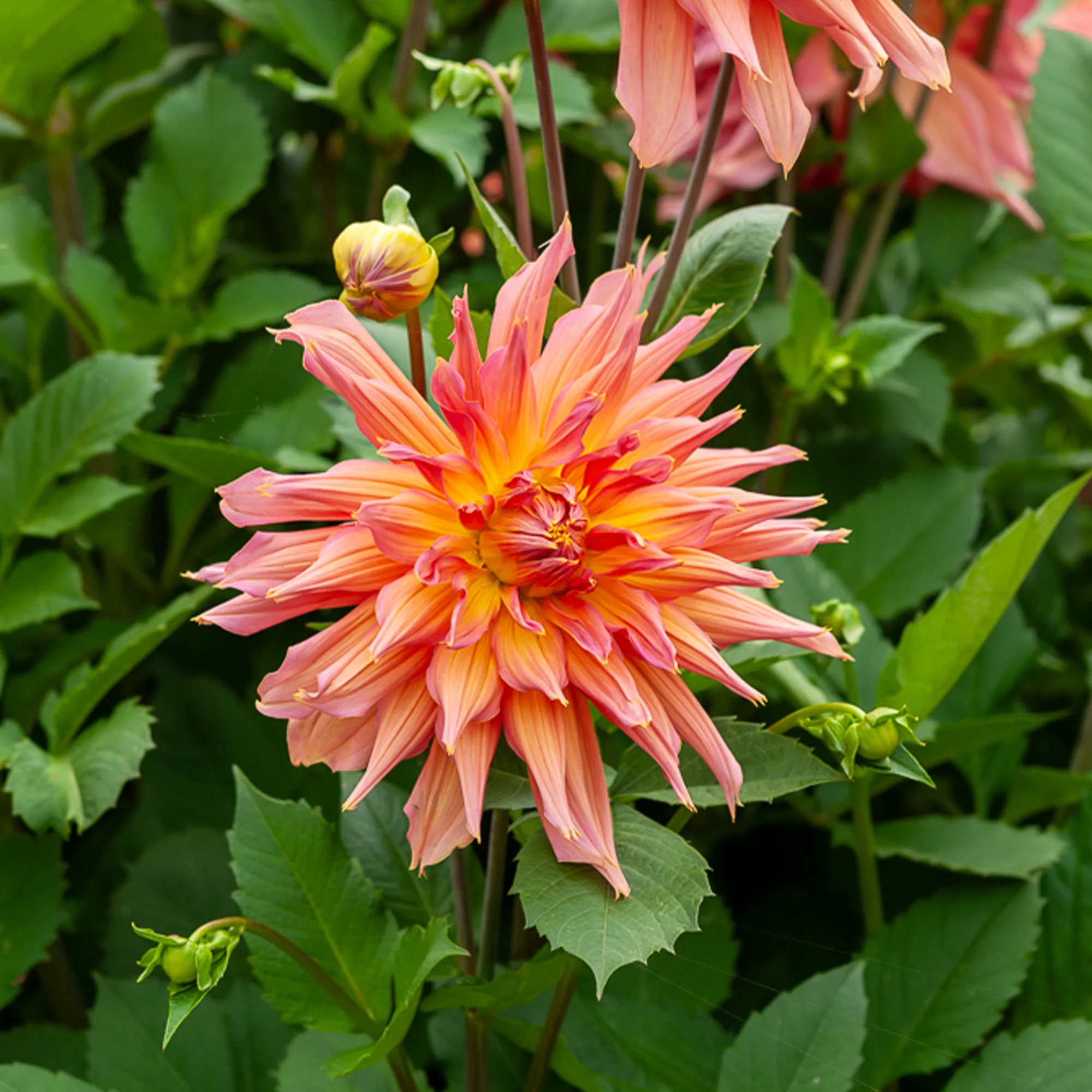 Decoratieve dahlia Omega - Image 2