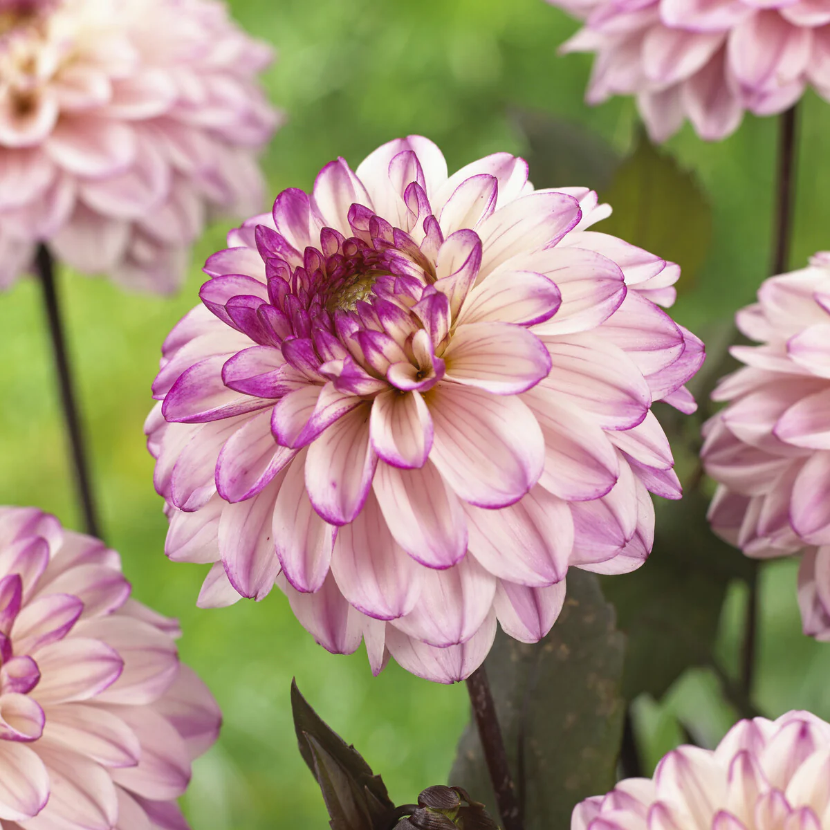 Decoratieve Dahlia's 'Flashback' - Image 2