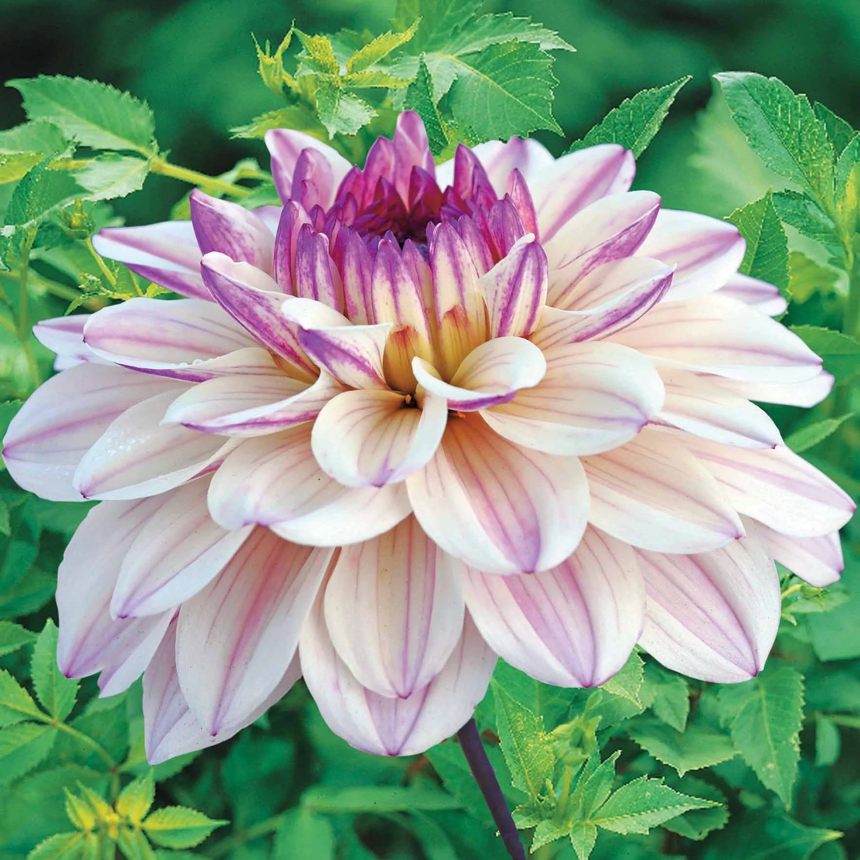 Decoratieve Dahlia's 'Flashback' - Image 3