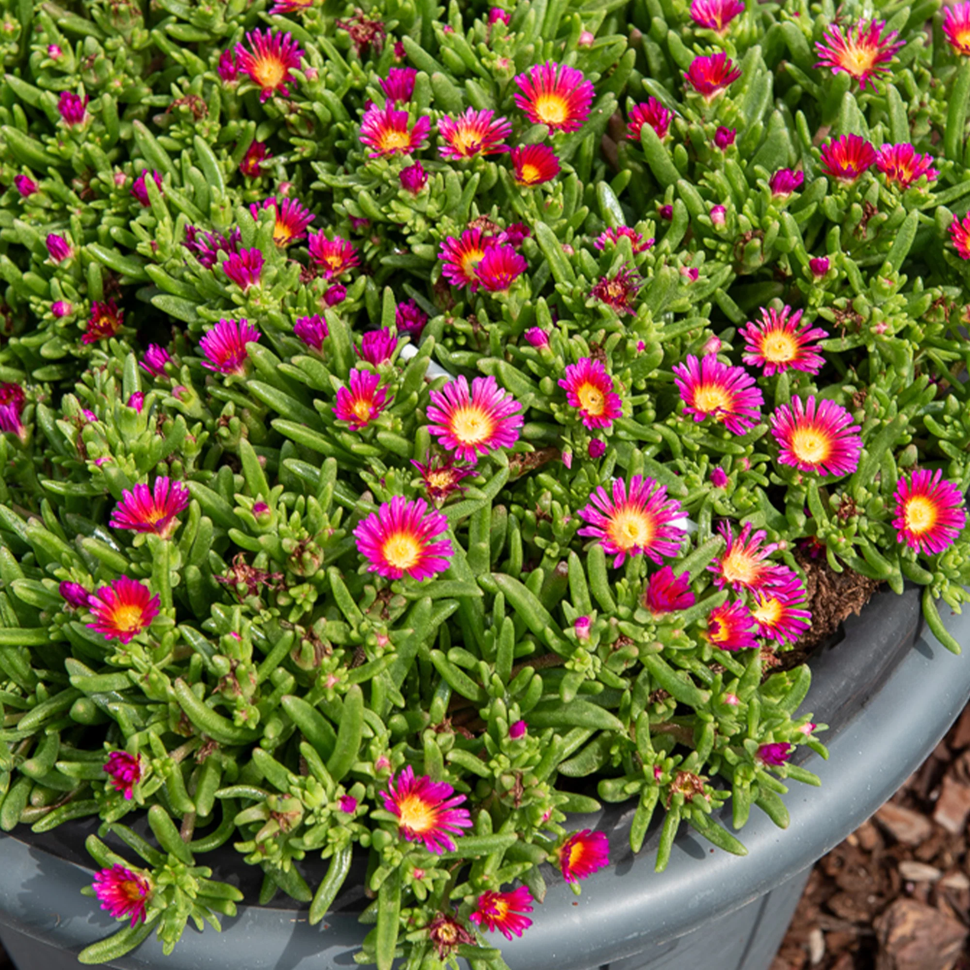 Delosperma roze wonder