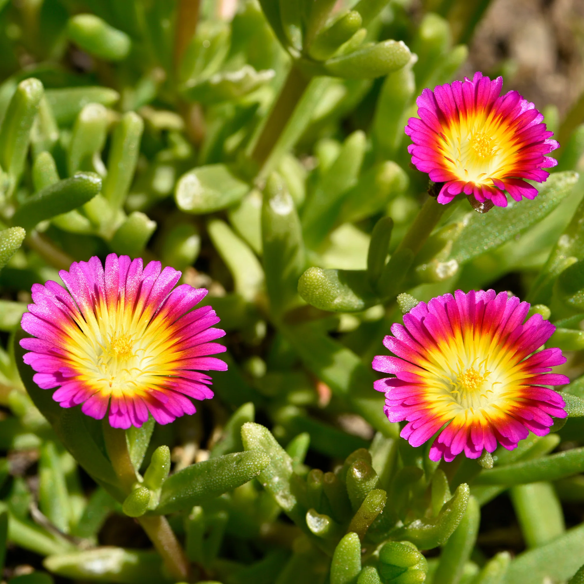 Delosperma roze wonder - Image 2