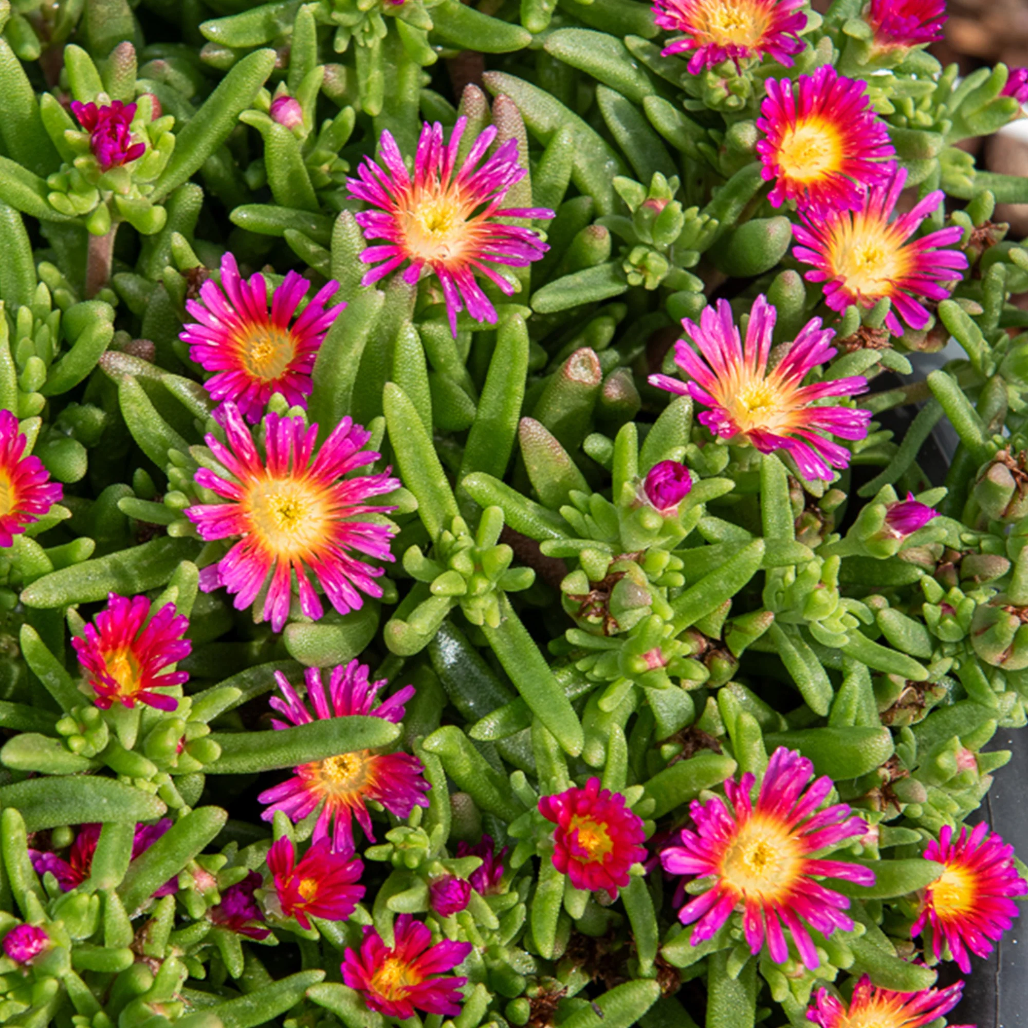 Delosperma roze wonder - Image 3