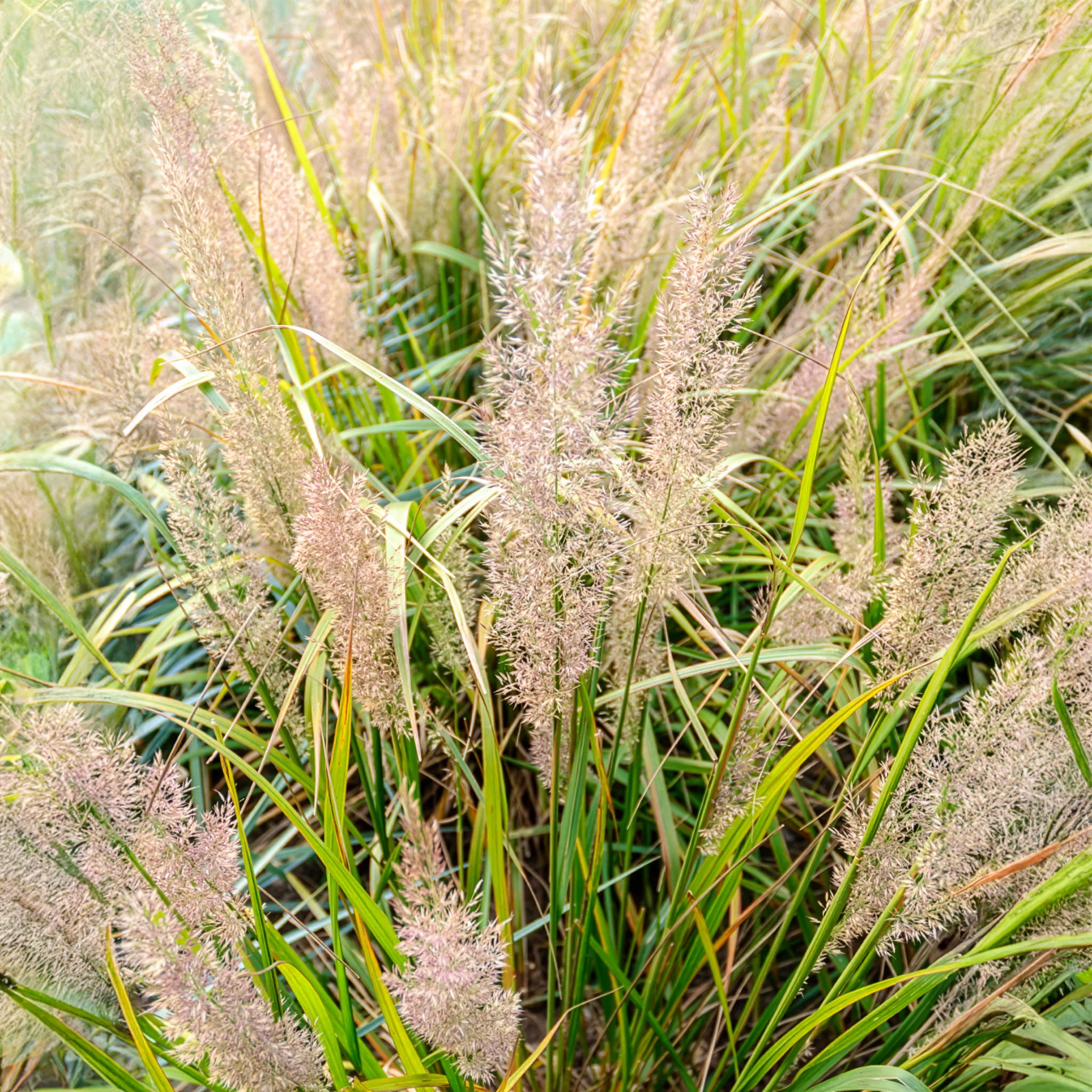 Diamantgras - Image 7